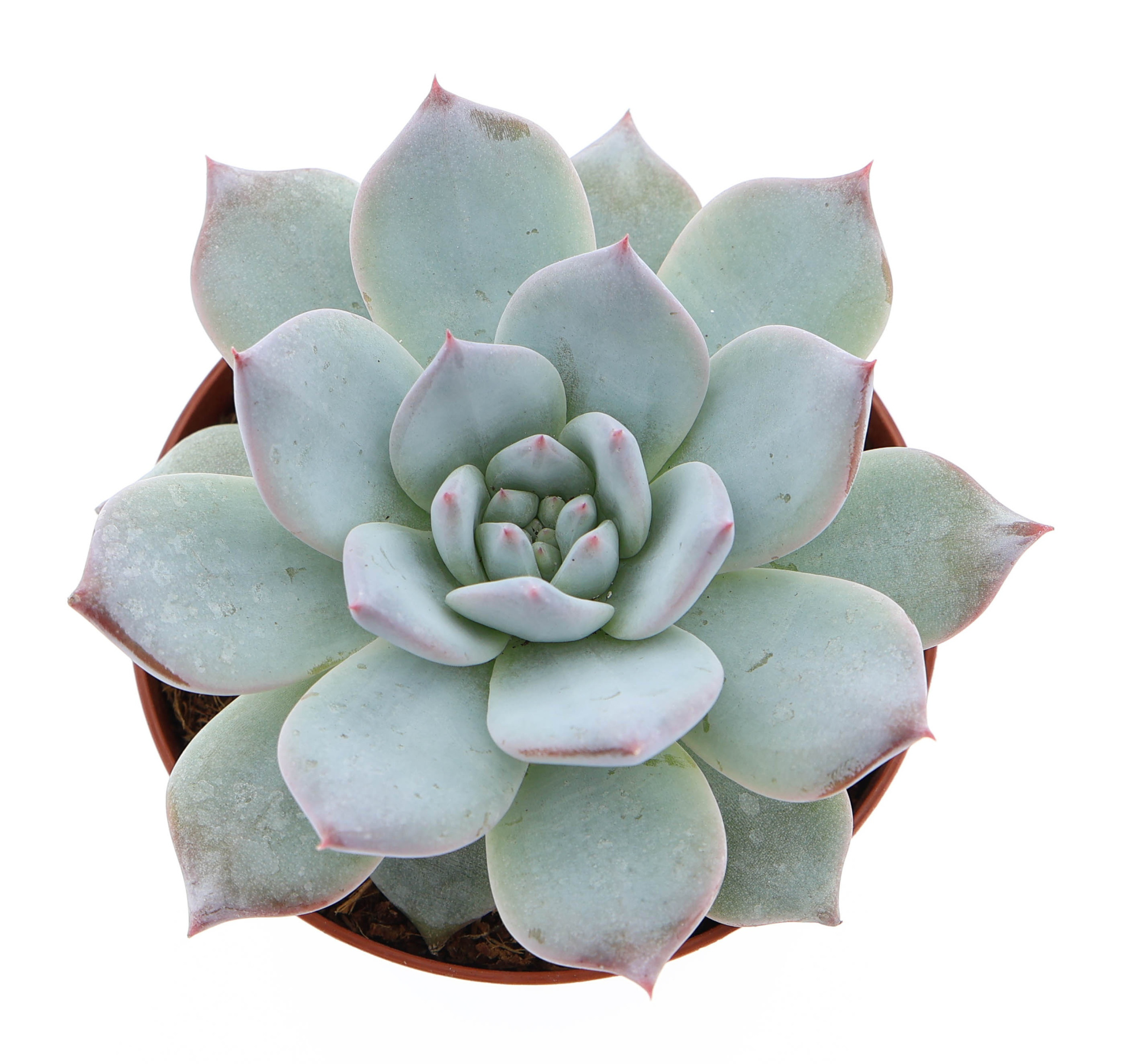 Echeveria blue bird, D 8,5