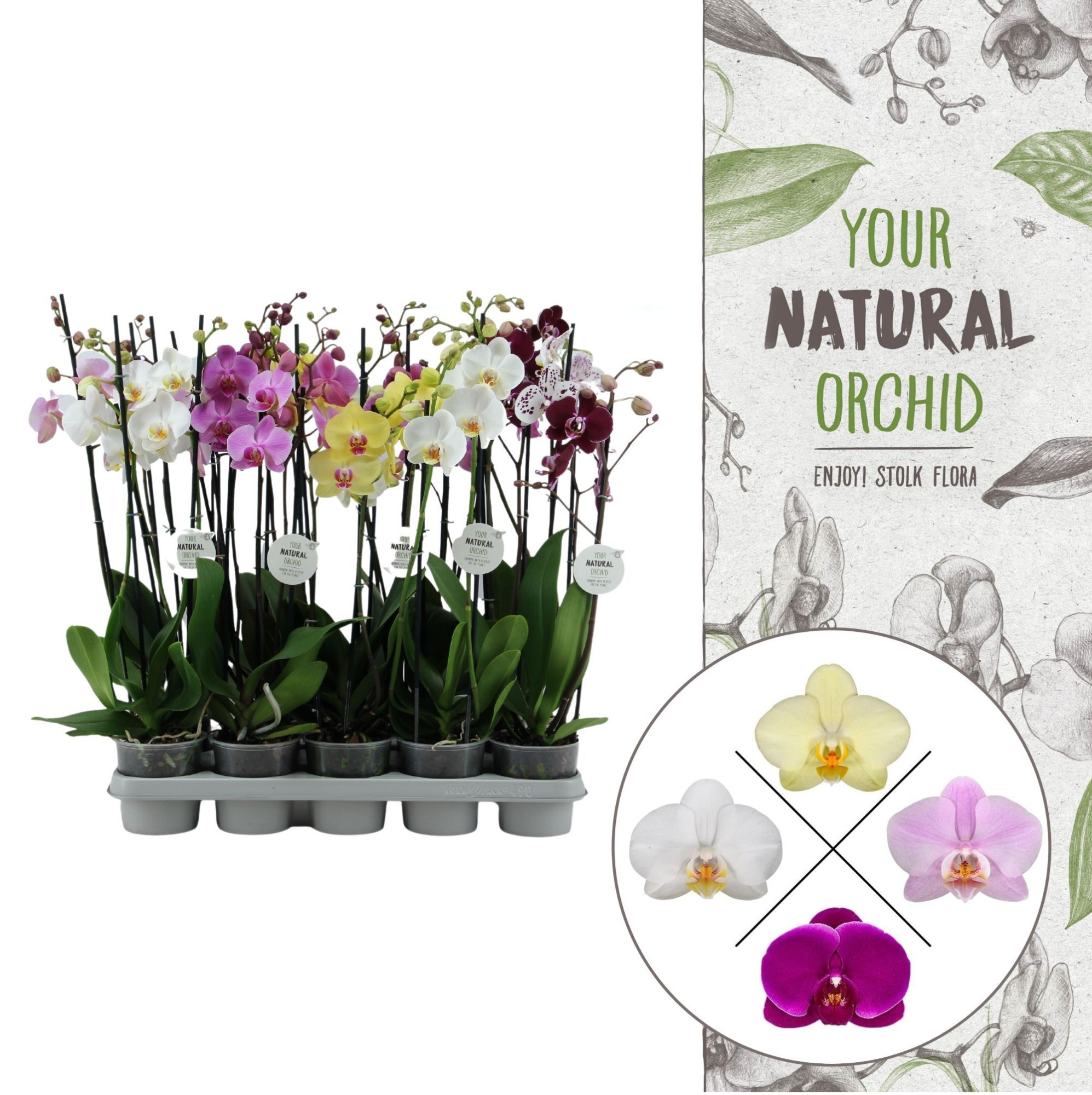 Your Natural Orchid | Mix 60cm | Phalaenopsis 3 spike, D 12
