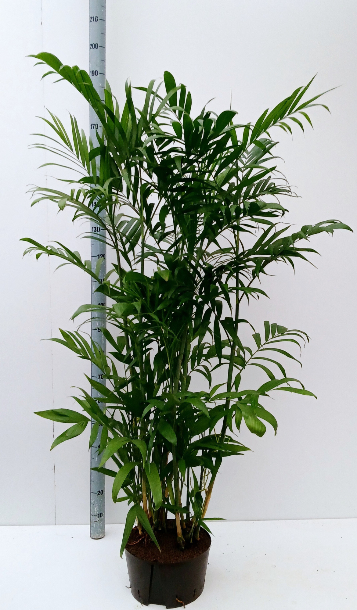 chamaedoria seifritzii, D 32