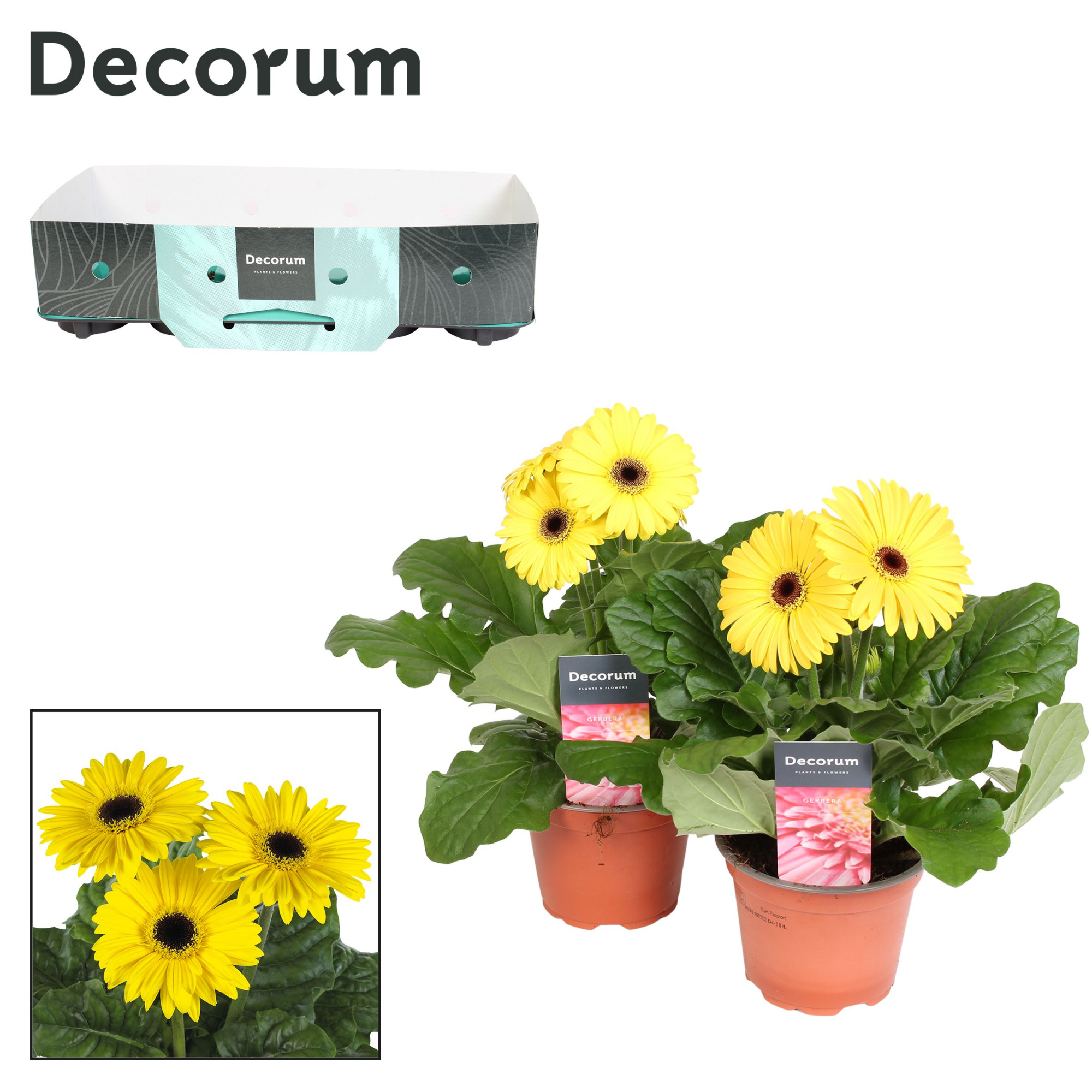 Gerbera 2+ bl. 12cm geel (diverse kleurtinten) met kraag Decorum, D 12