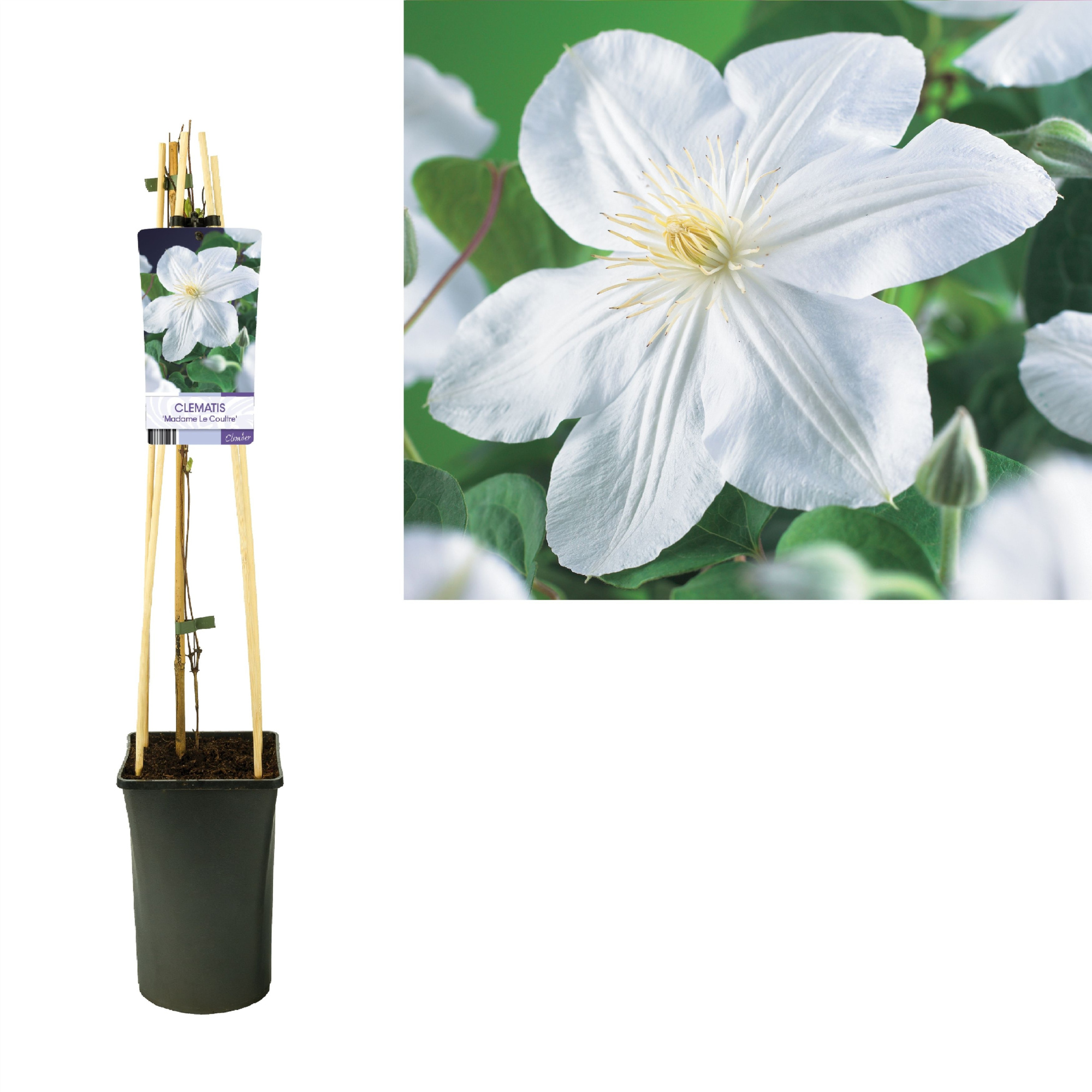 Clematis 'Madame Le Coultre' +light label, D 17