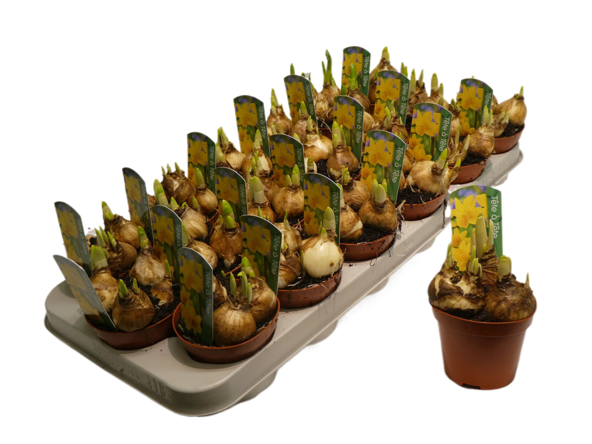 Narcissus Cyclamineus Grp 'Tete a tete', D 9