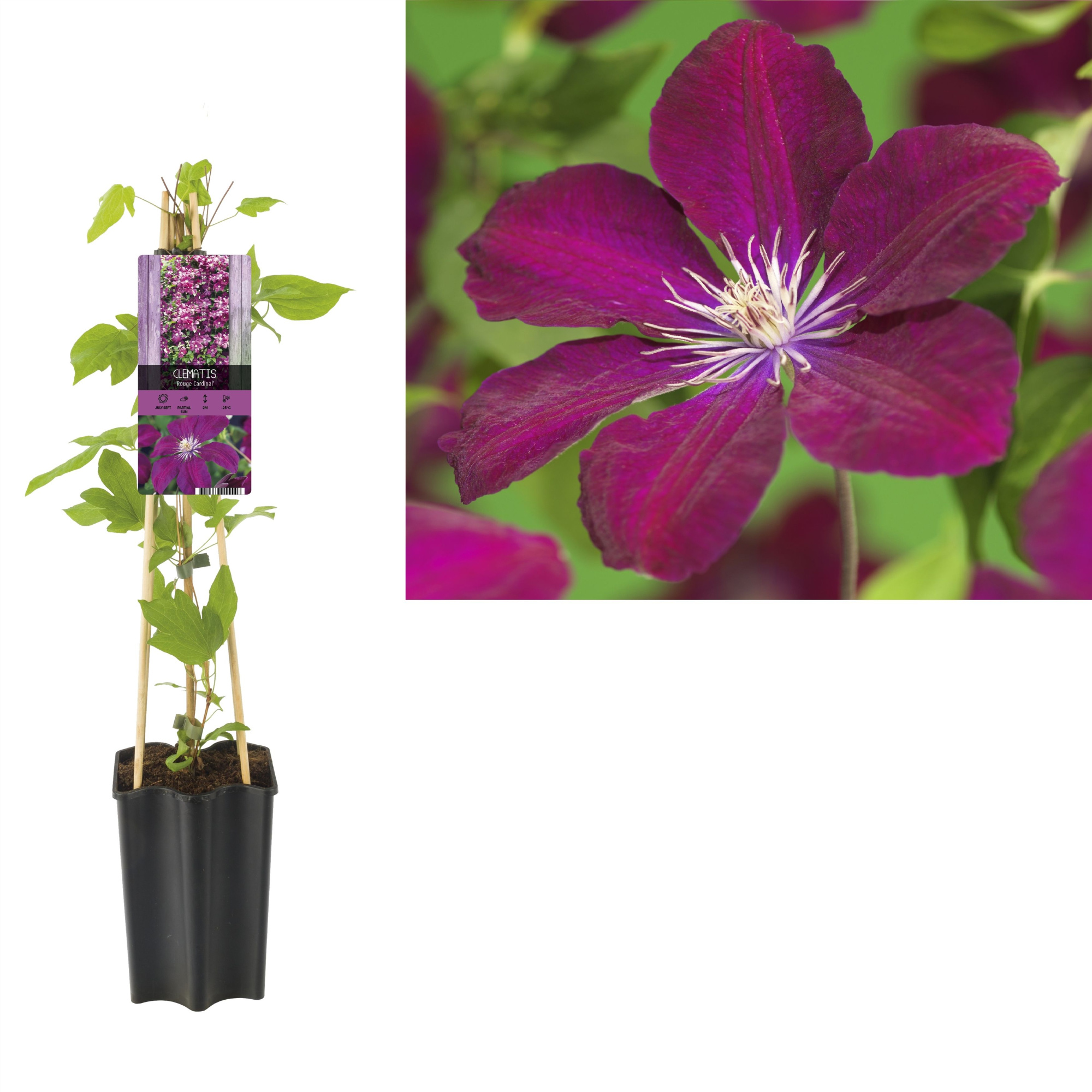 Clematis 'Rouge Cardinal' +light label, D 15