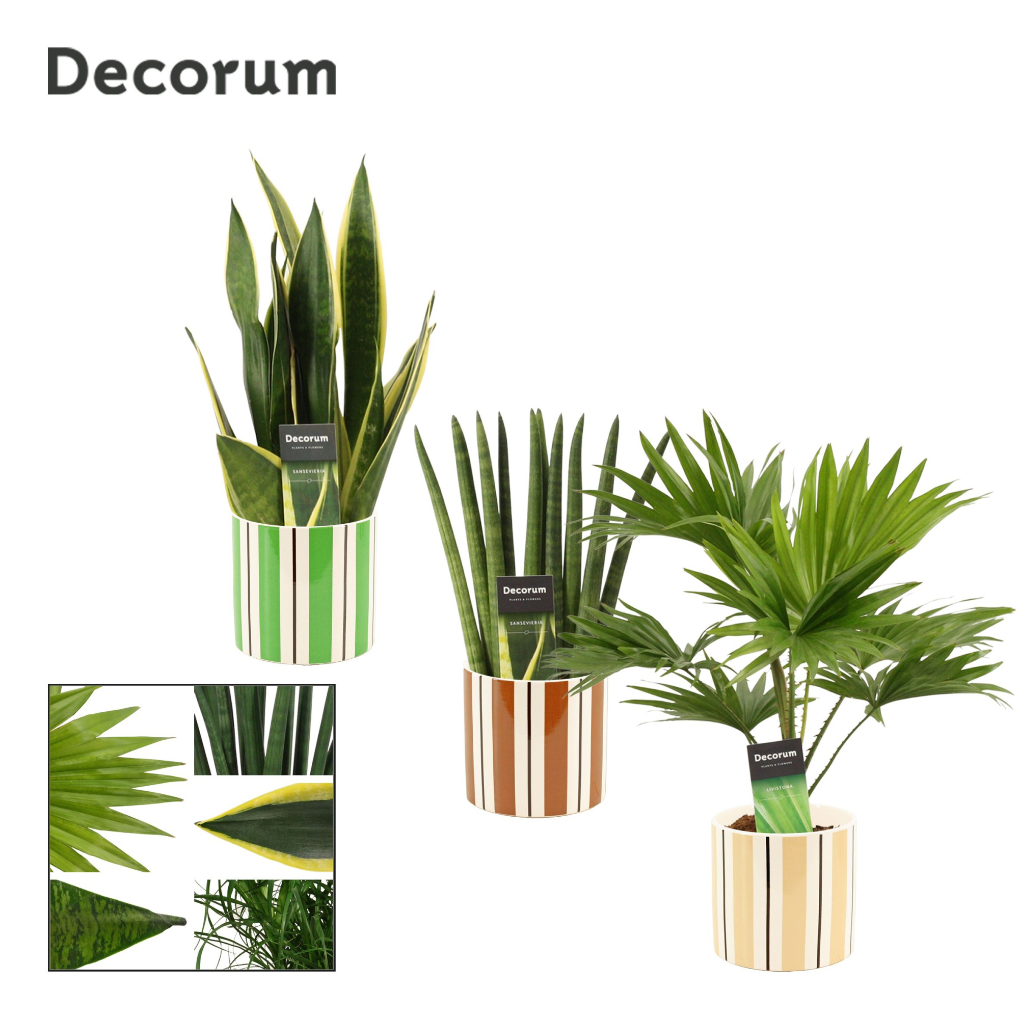 Groenmix 12 cm in Beau (Natural bubble-collection), D 12