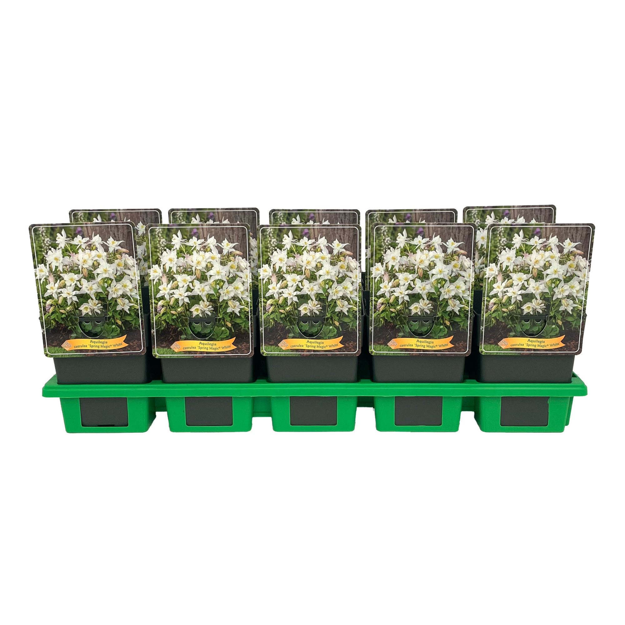 Aquilegia caerulea 'Spring Magic® White' P11, D 11