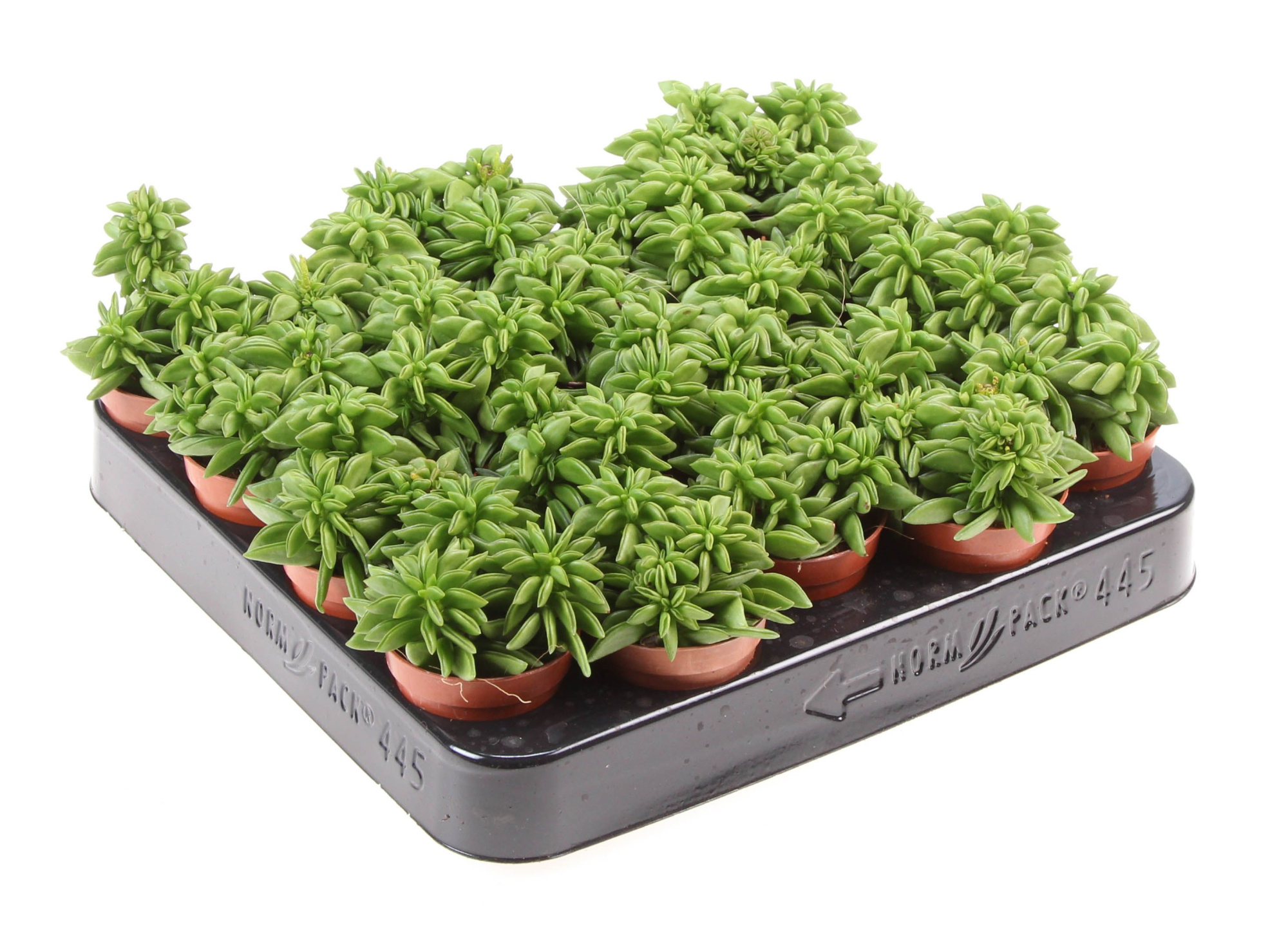 Peperomia green spark, D 5,5