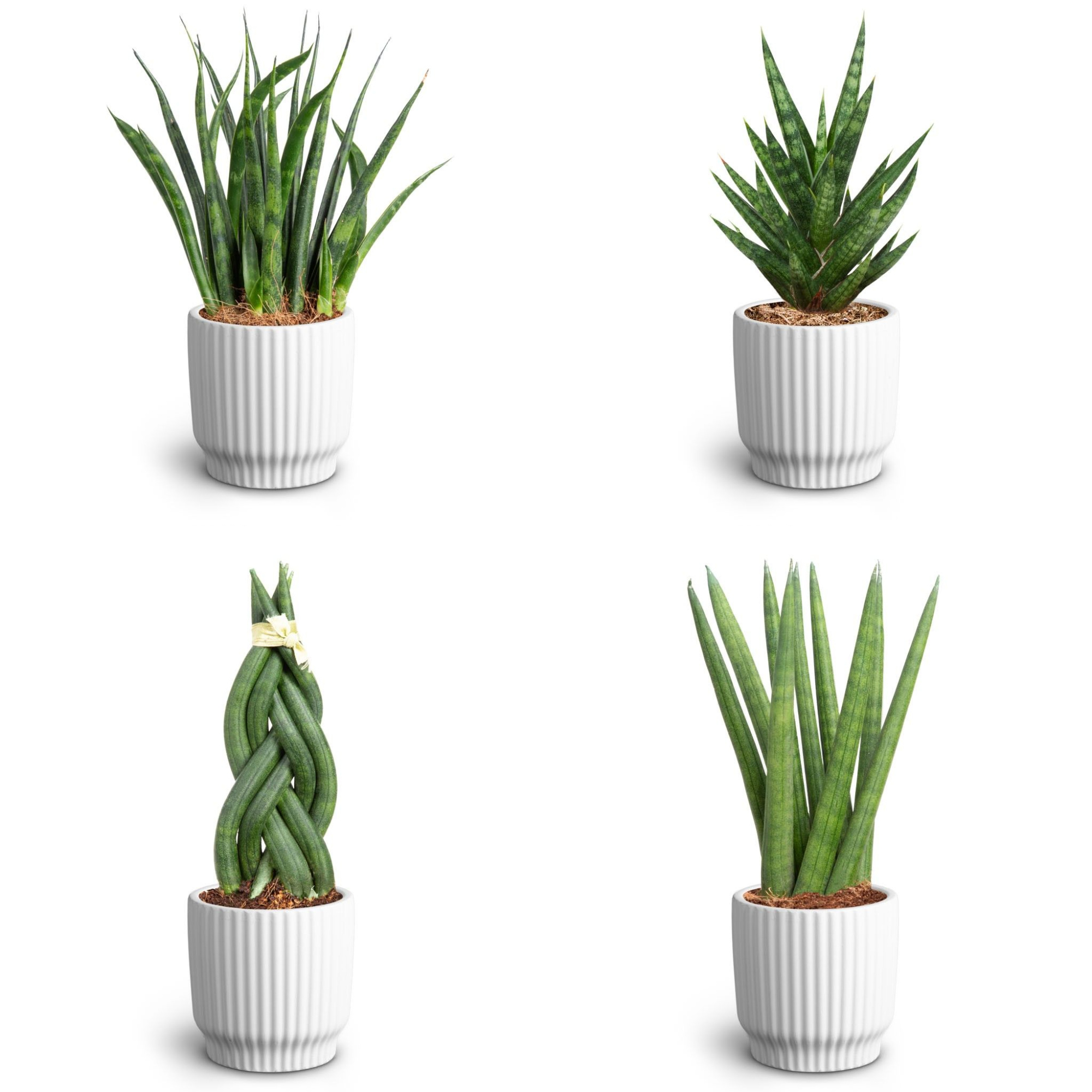 Nordic White, Sansevieria Collection, D 7