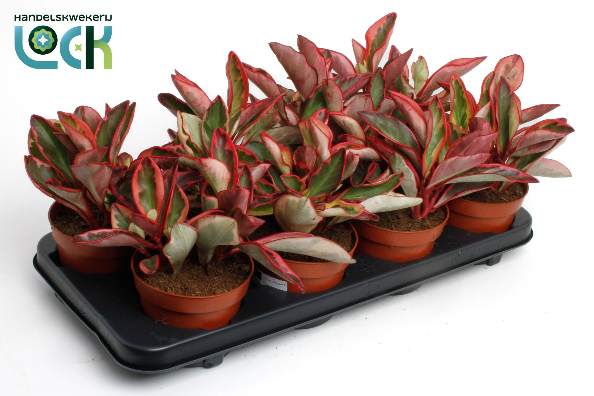 Peperomia clusiifolia 'Jellie, D 12