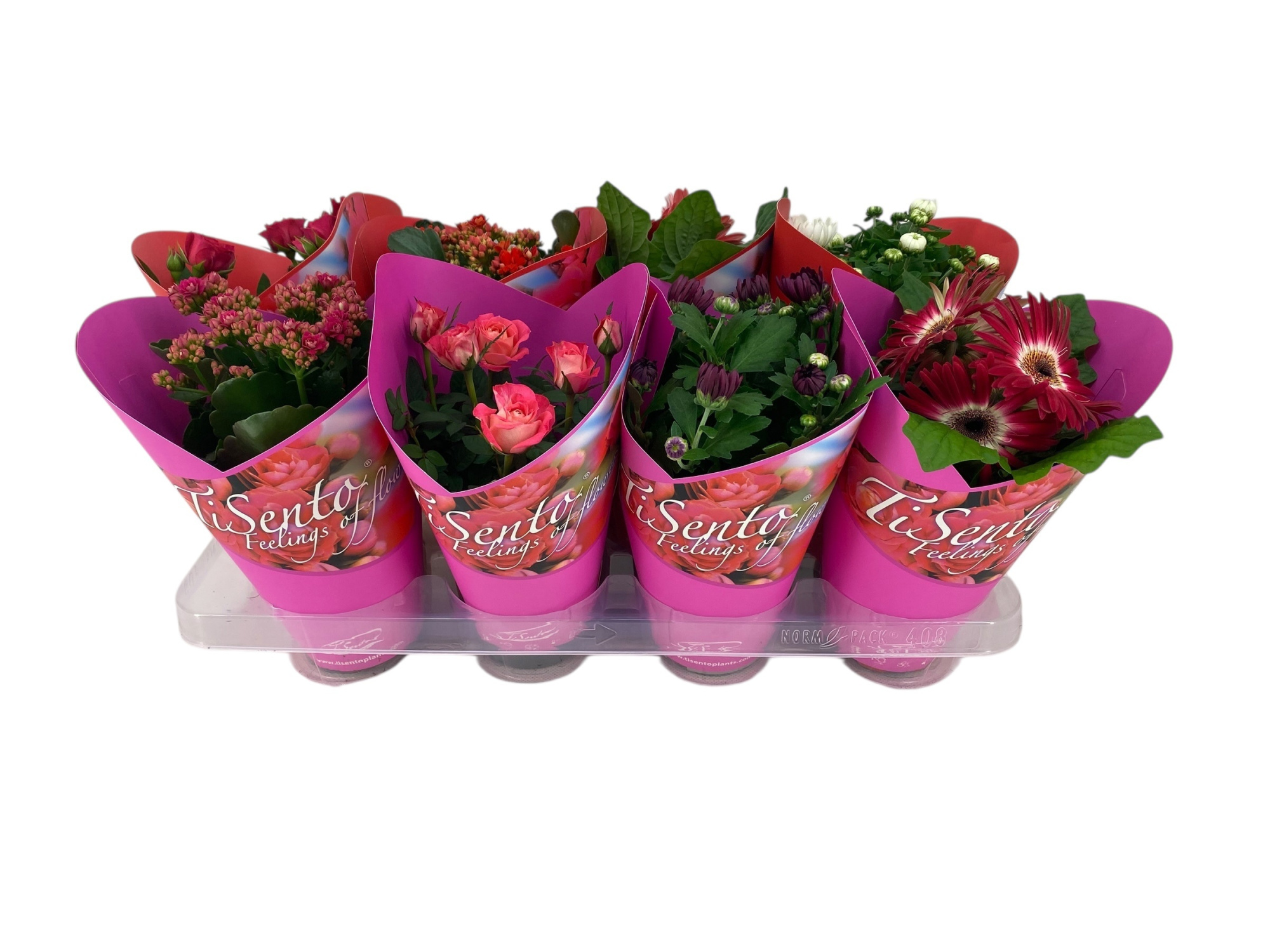 Bloeimix 12cm | Valentijn | Mix | Donker Roze Giftcover, D 12