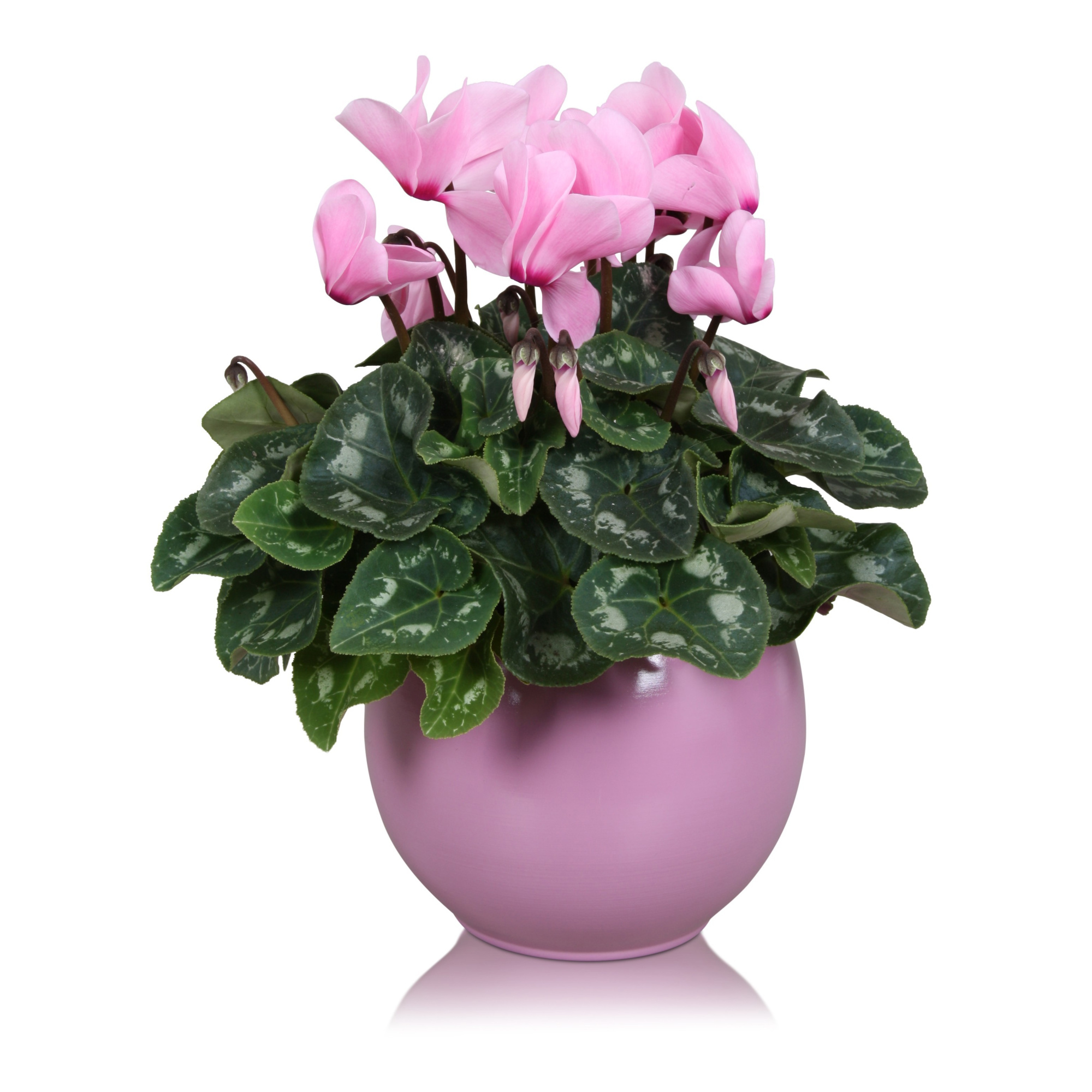 Cyclamen roze in "Lisa" keramiek, D 12