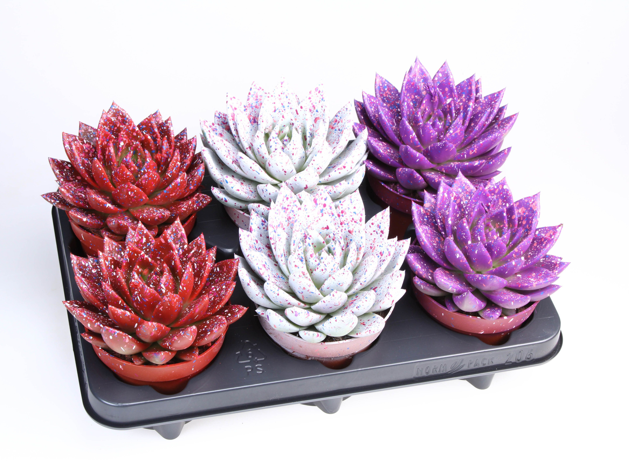 Miranda sprinkle love mix, D 12