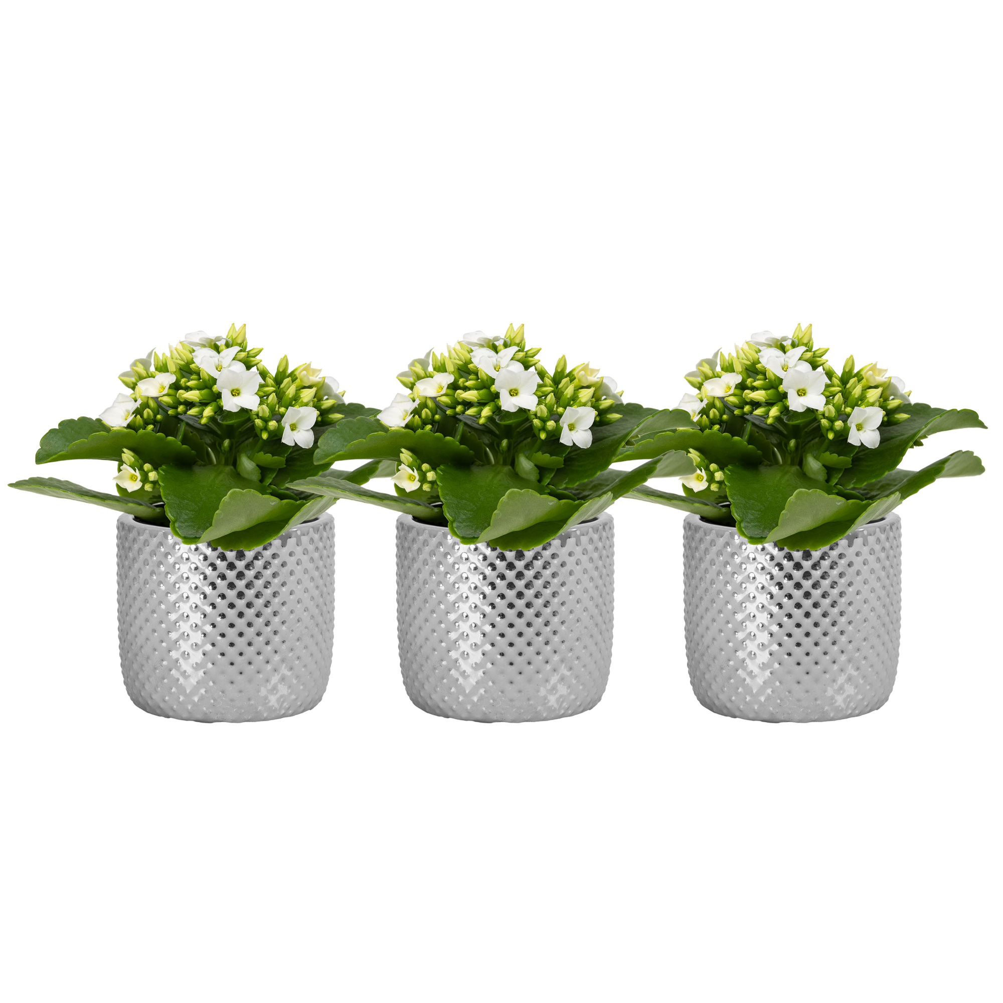 Darwin elec. Silver with Kalanchoe, D 6