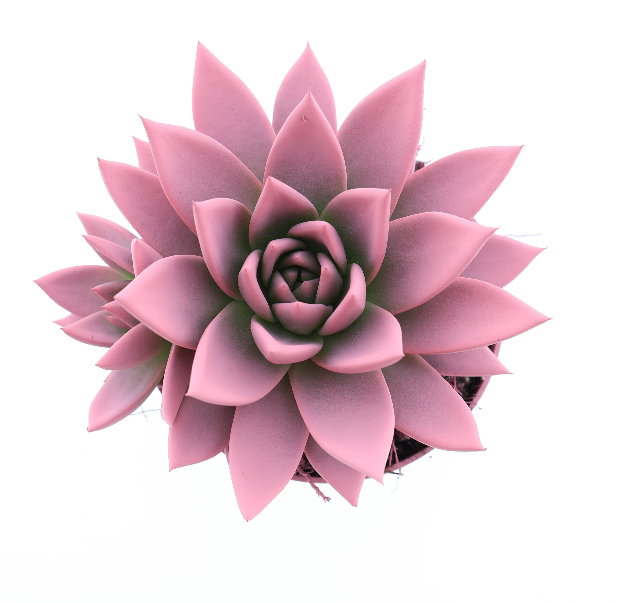 Rainbow rose, D 10,5