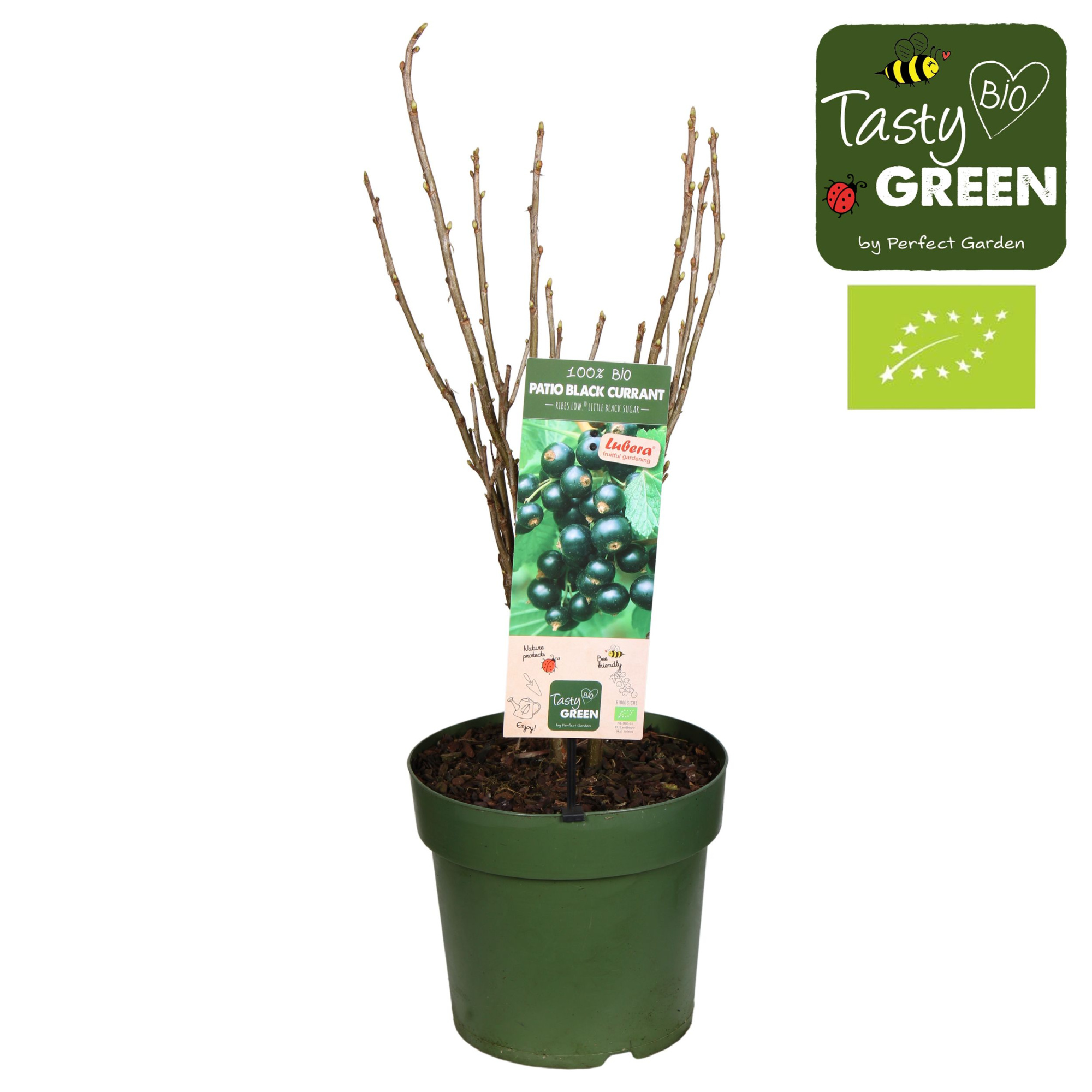 Ribes Low.® 'Little Black Sugar'® Patio Bio P23, D 23