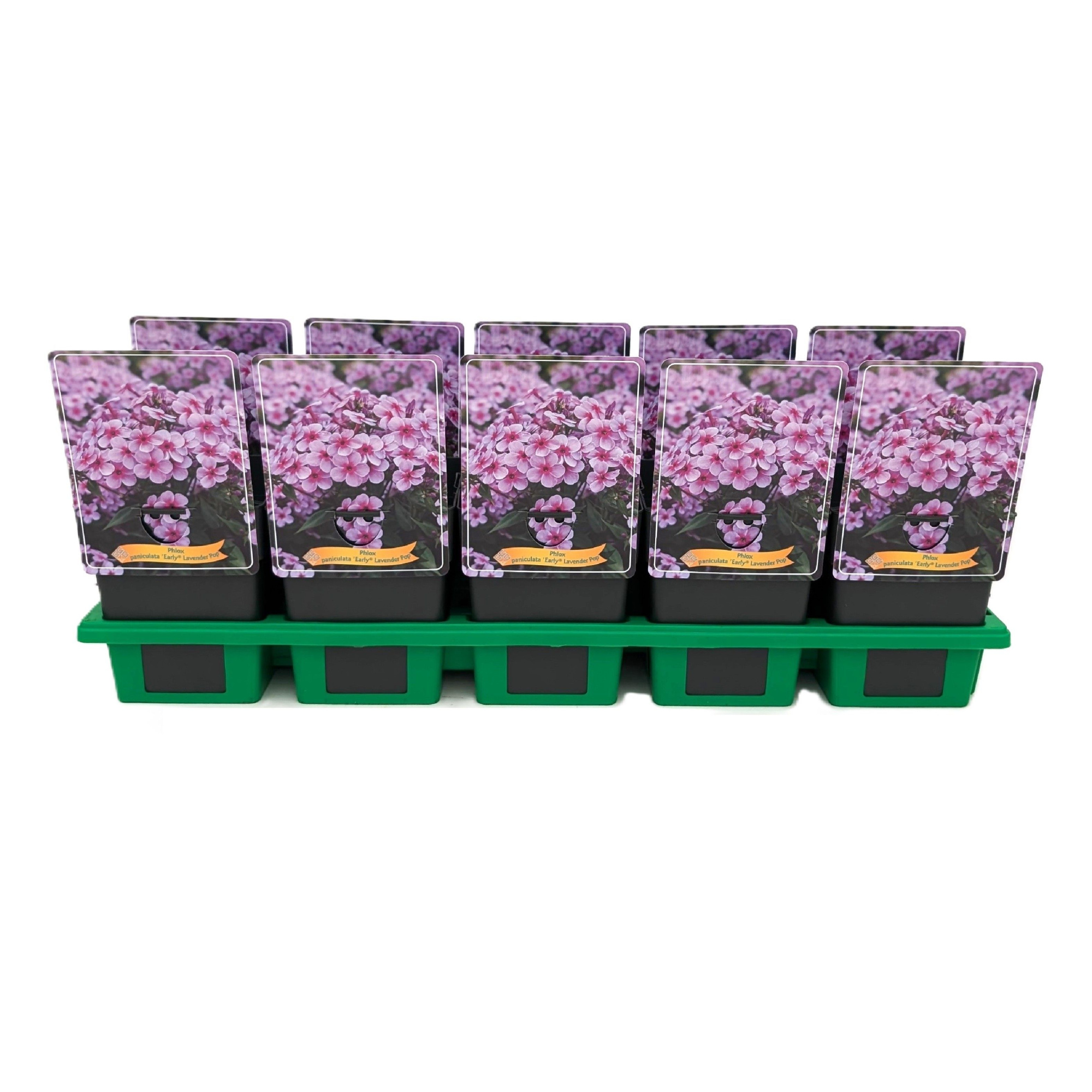 Phlox paniculata Early® 'Lavender Pop' P11, D 11