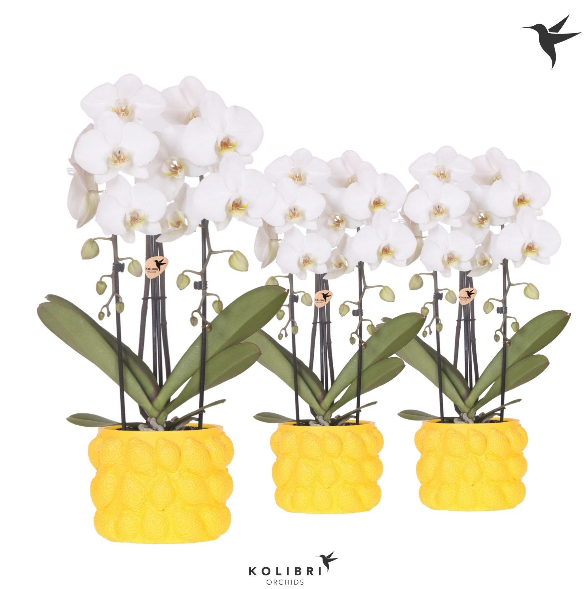 Kolibri Orchids Cascade Niagara Fall white 2 spike in Citrus pot yellow, D 12
