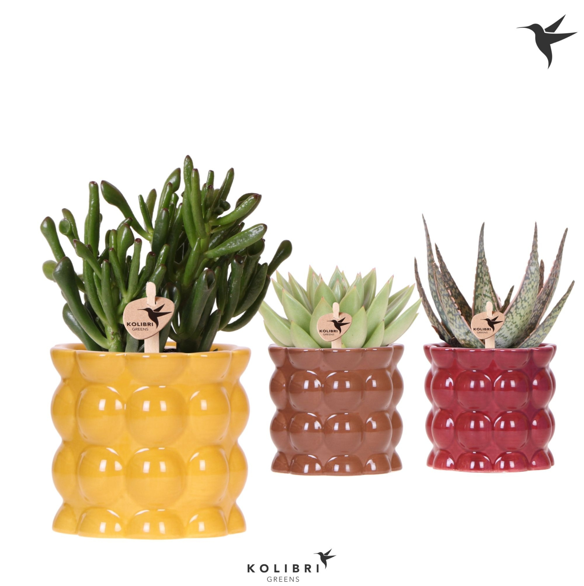 Kolibri Greens Succulenten mix in Cotton pot yellow mix, D 9