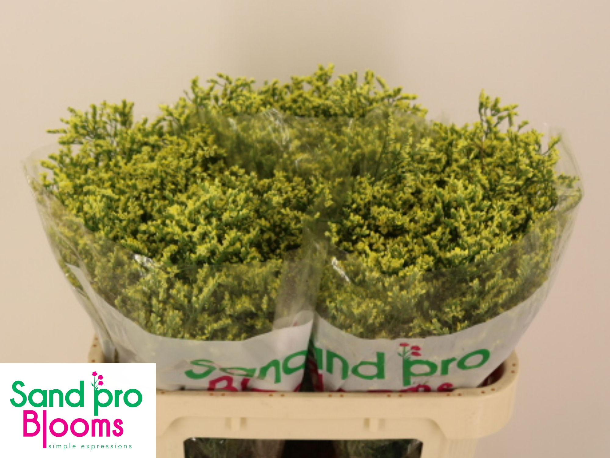 Лимониум Чайна Саммер 70, шт.