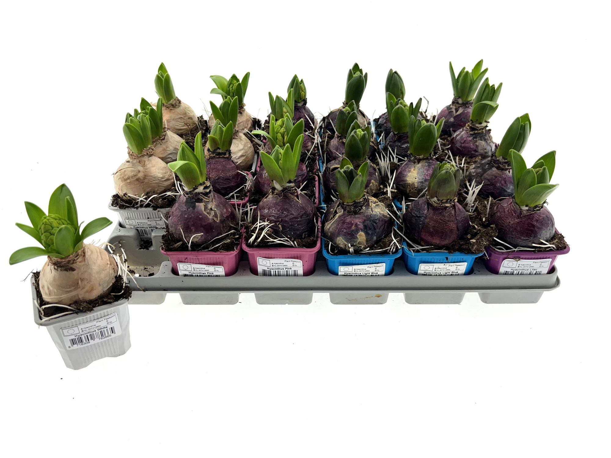 Hyacint gemengd 7x7x6 cm, D 7