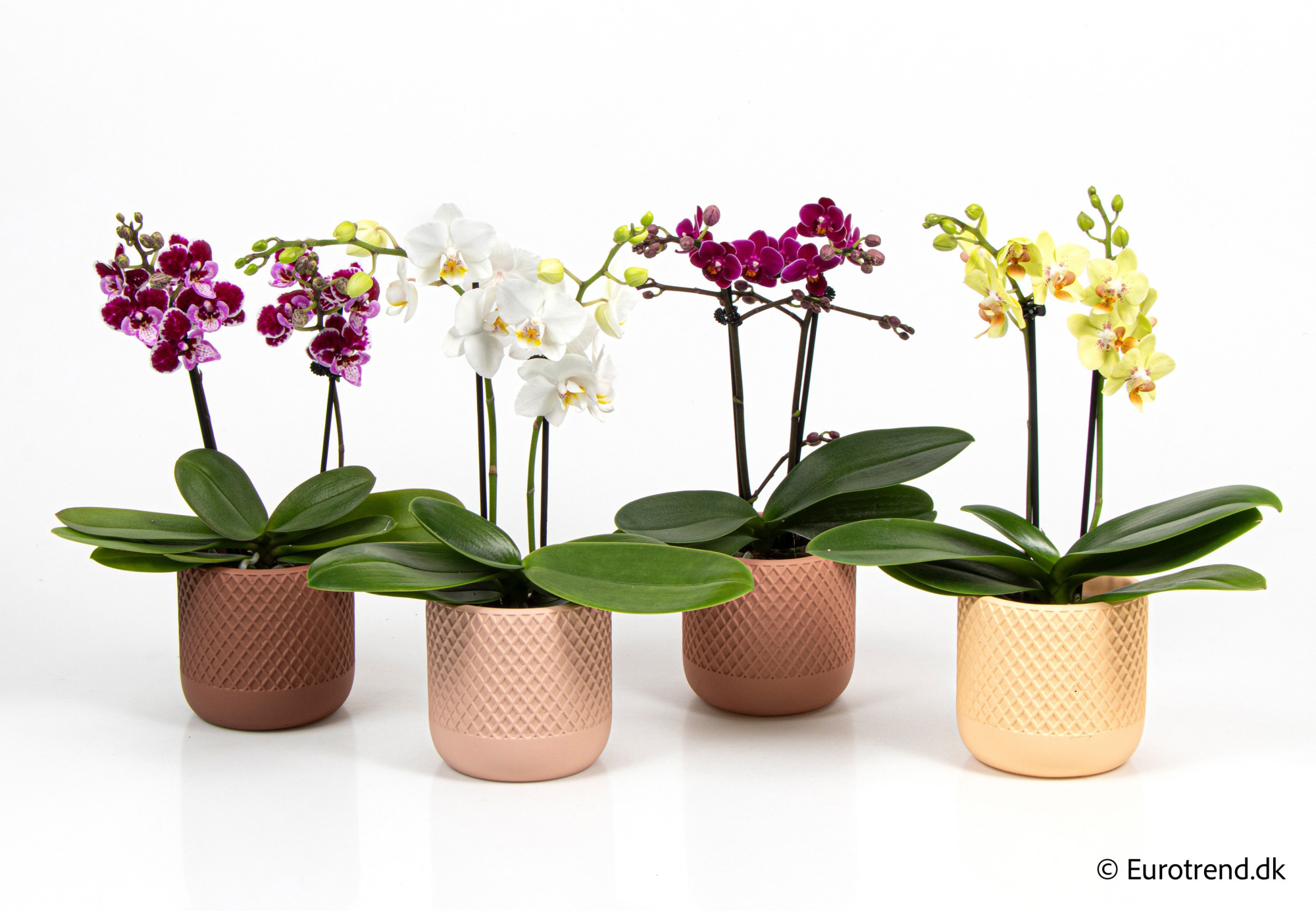 Phalaenopsis in New Look ceramic 2026, D 9