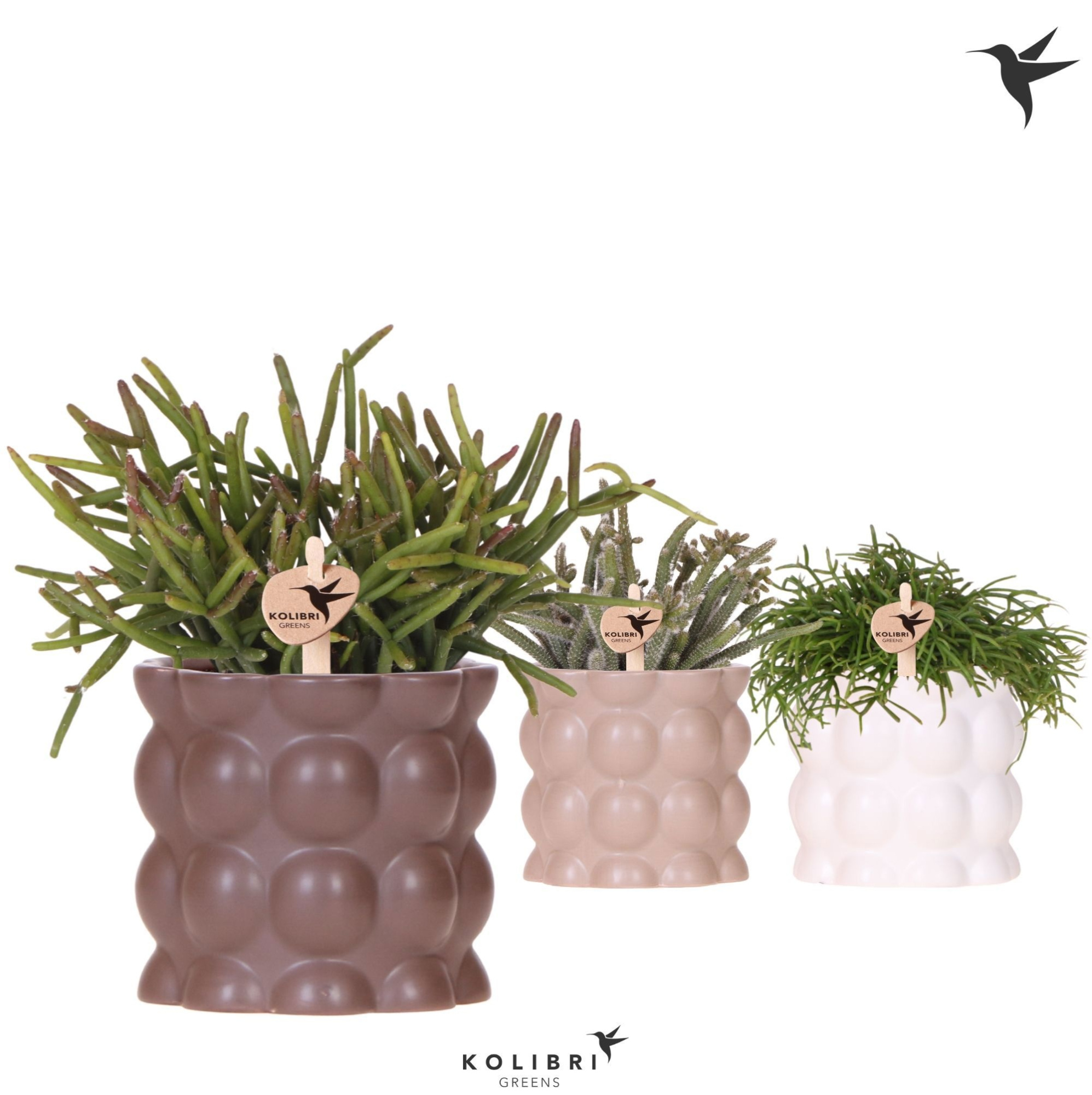 Kolibri Greens Rhipsalis mix in Cotton pot sand mix, D 9