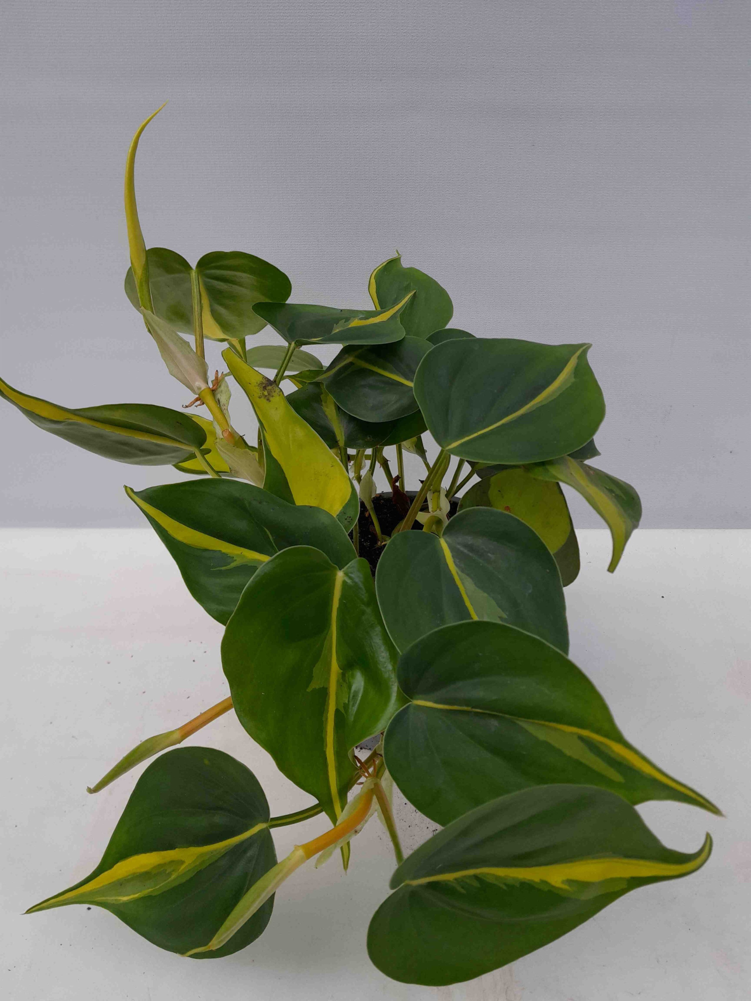 PHILODENDRON SCANDENS 'BRAZIL', D 12