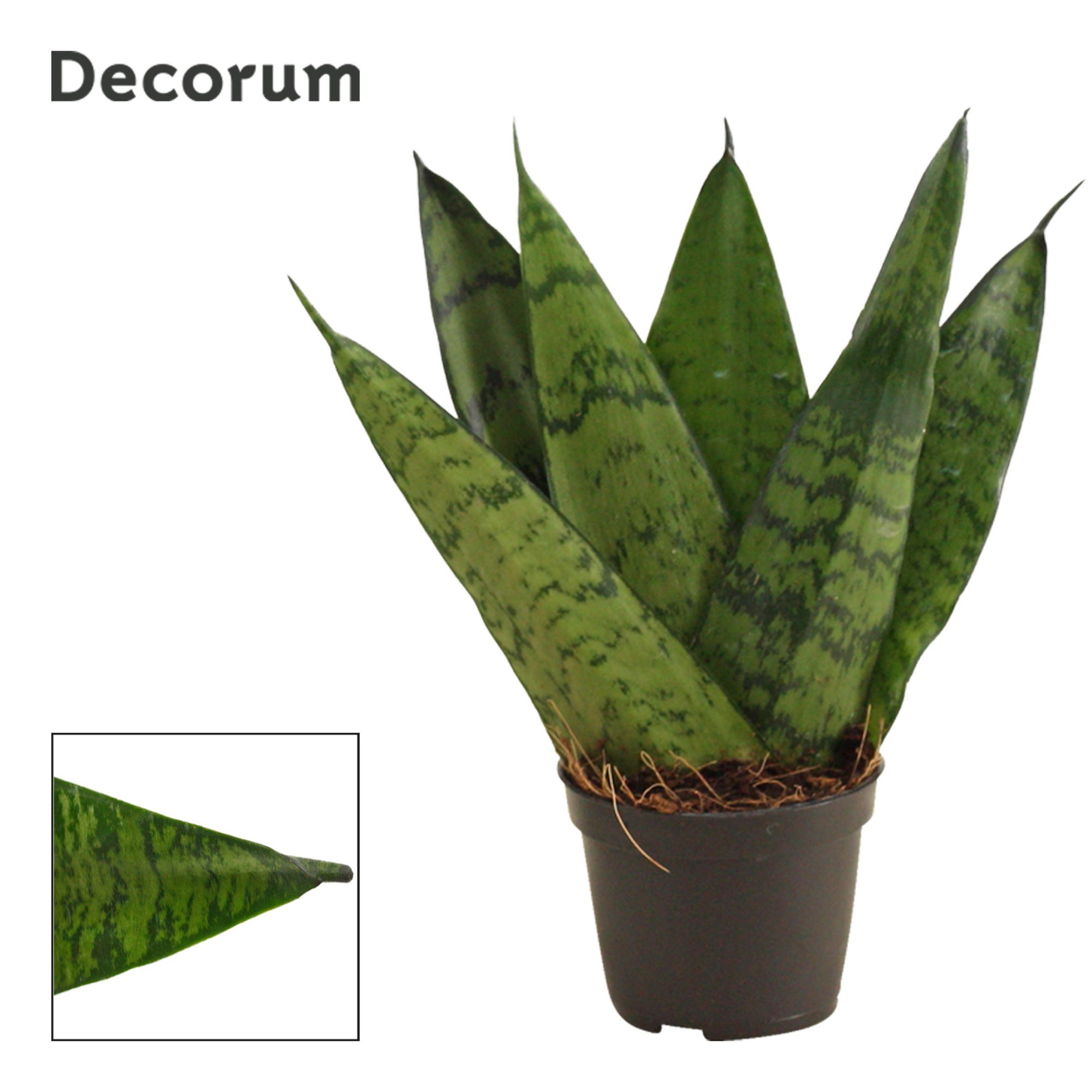Sansevieria Zeylanica Fan 6 cm (Decorum), D 6