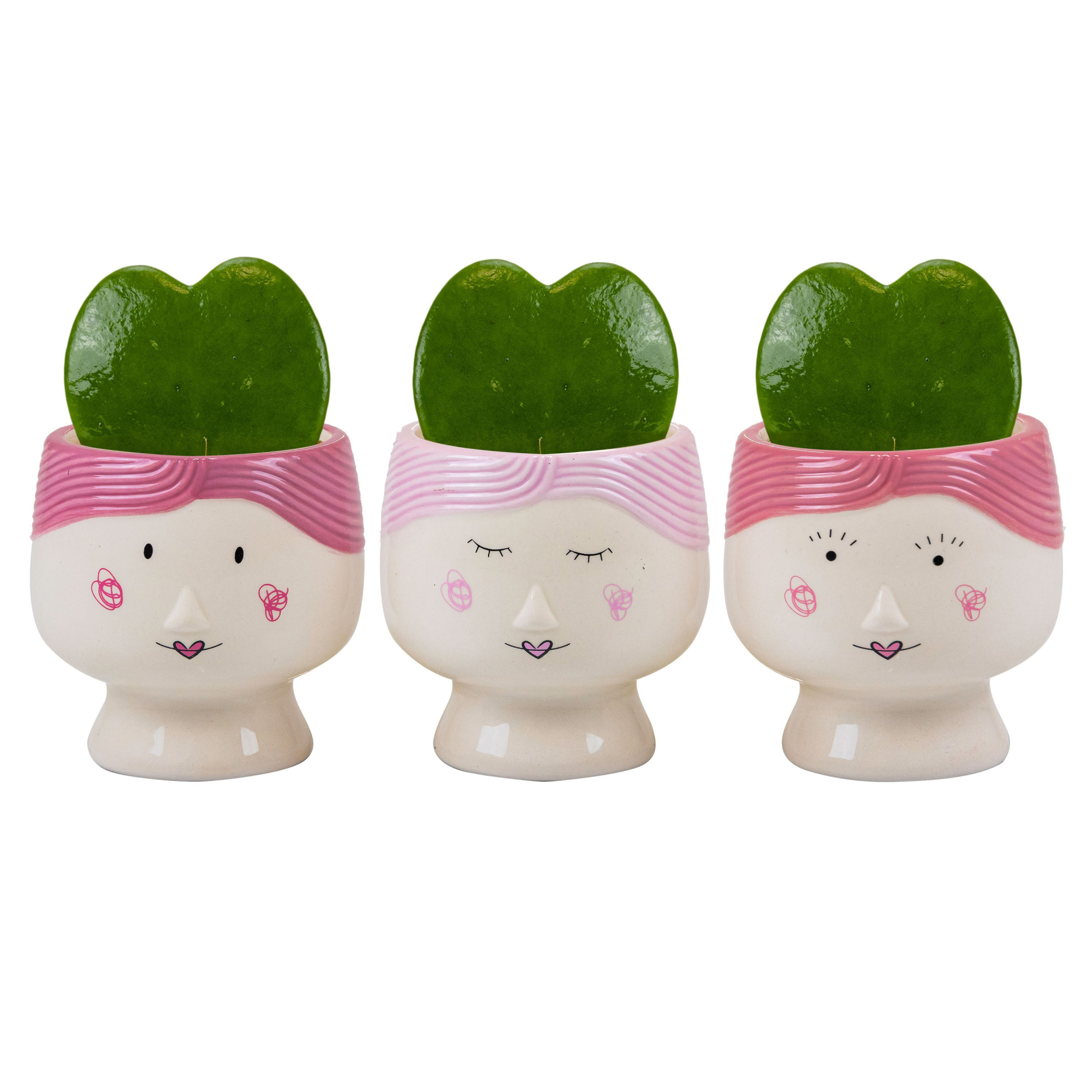 Mama Dukes with Hoya Kerrii, D 6