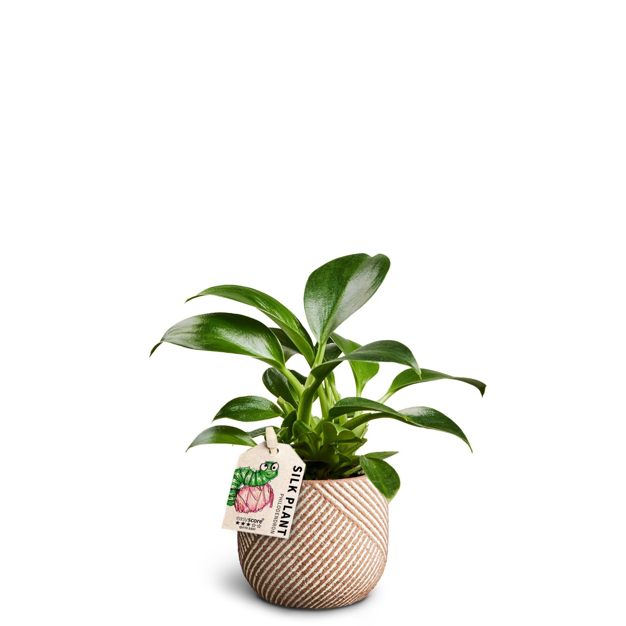 Grove Nougat Philodendron ´Green Princess´, D 7