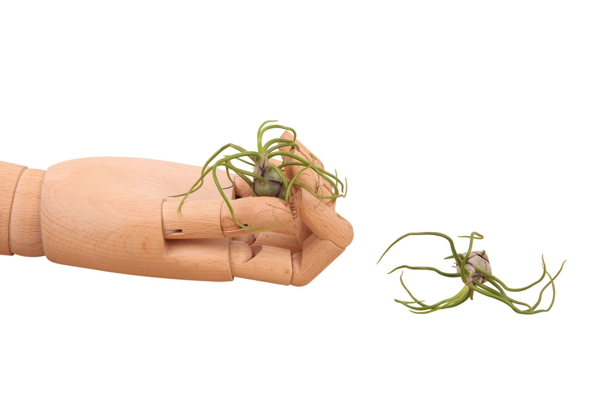 Tillansia Bulbosa - flowering airplant, D 0 cm