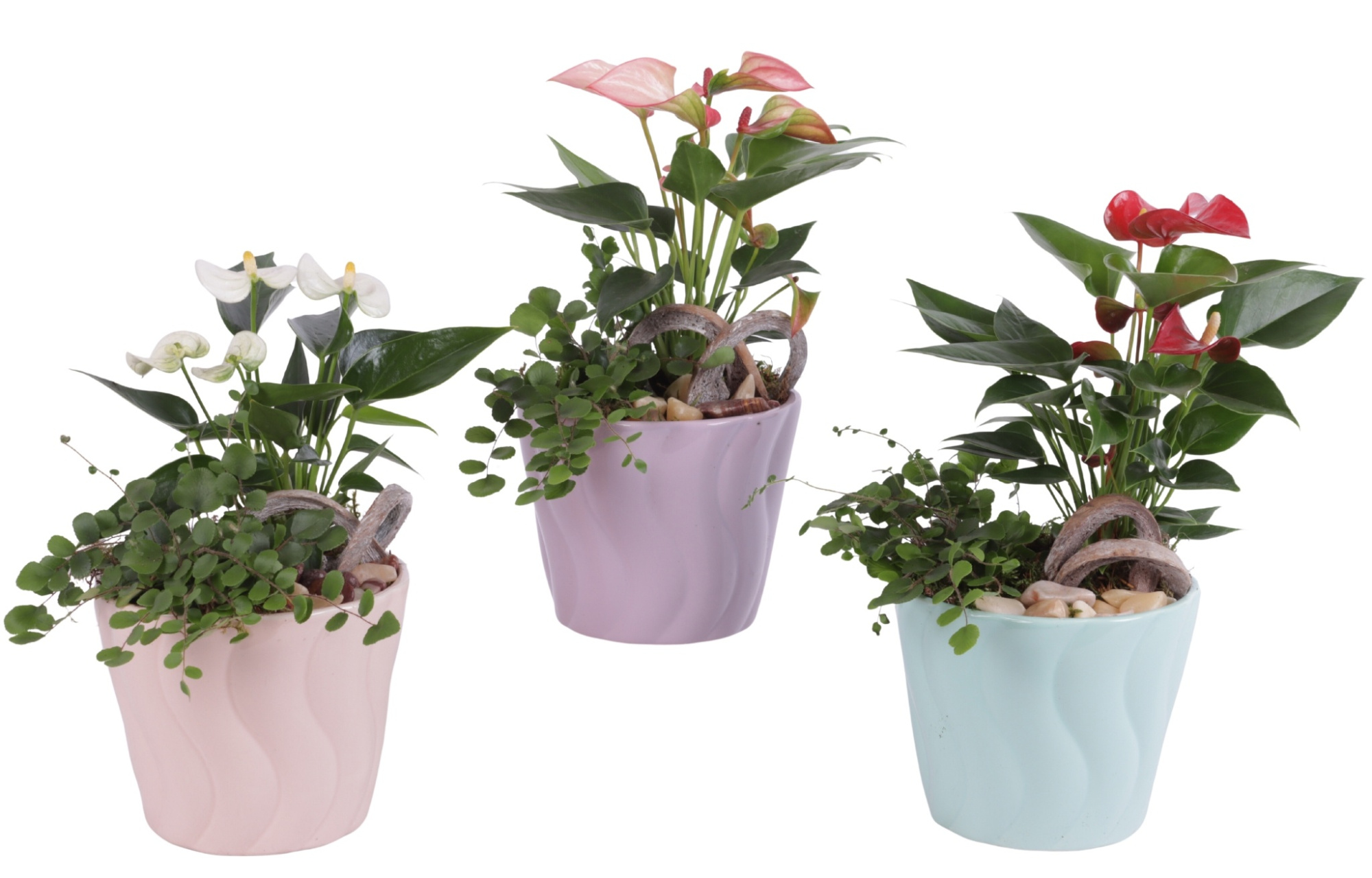 Yearround Arr. Indoor Ceramic Soft Elegance SE662 Ø14cm 2PP, D 14