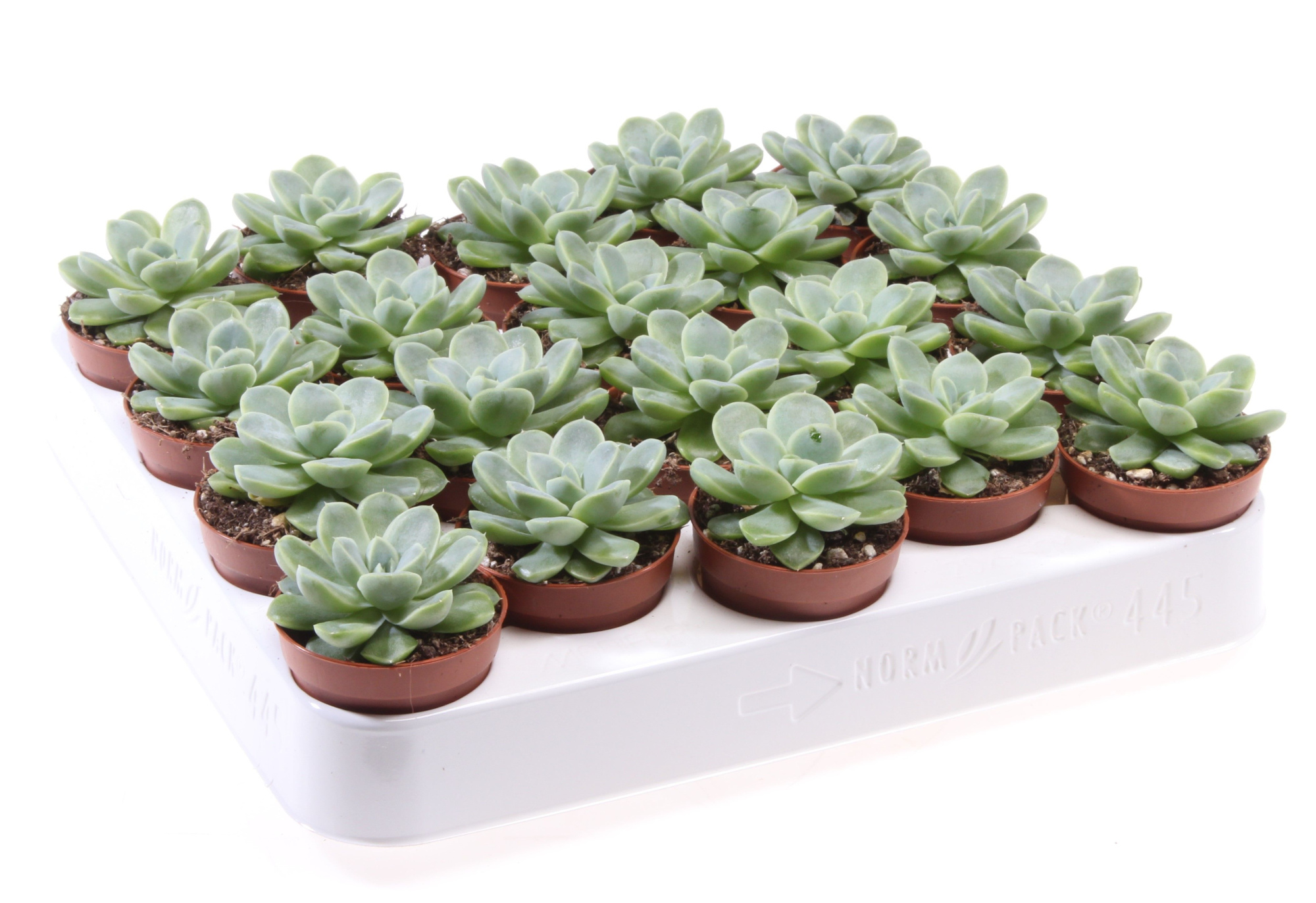 Echeveria albicans, D 5,5