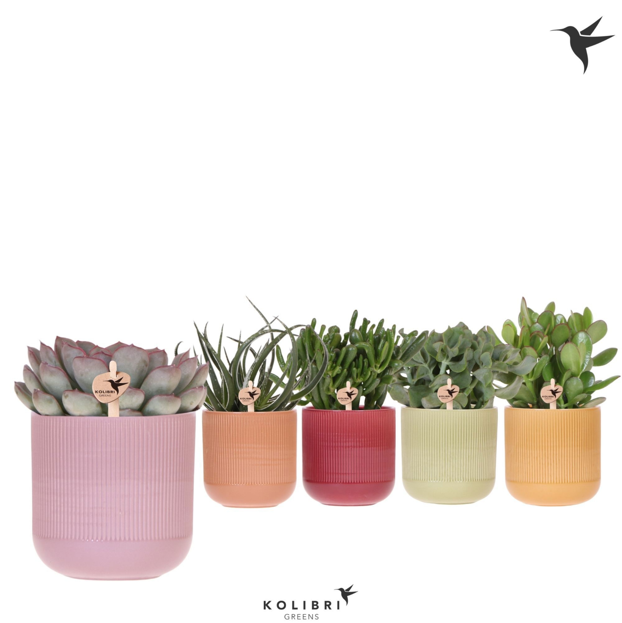 Kolibri Greens Succulenten mix in Flare pot mix, D 12