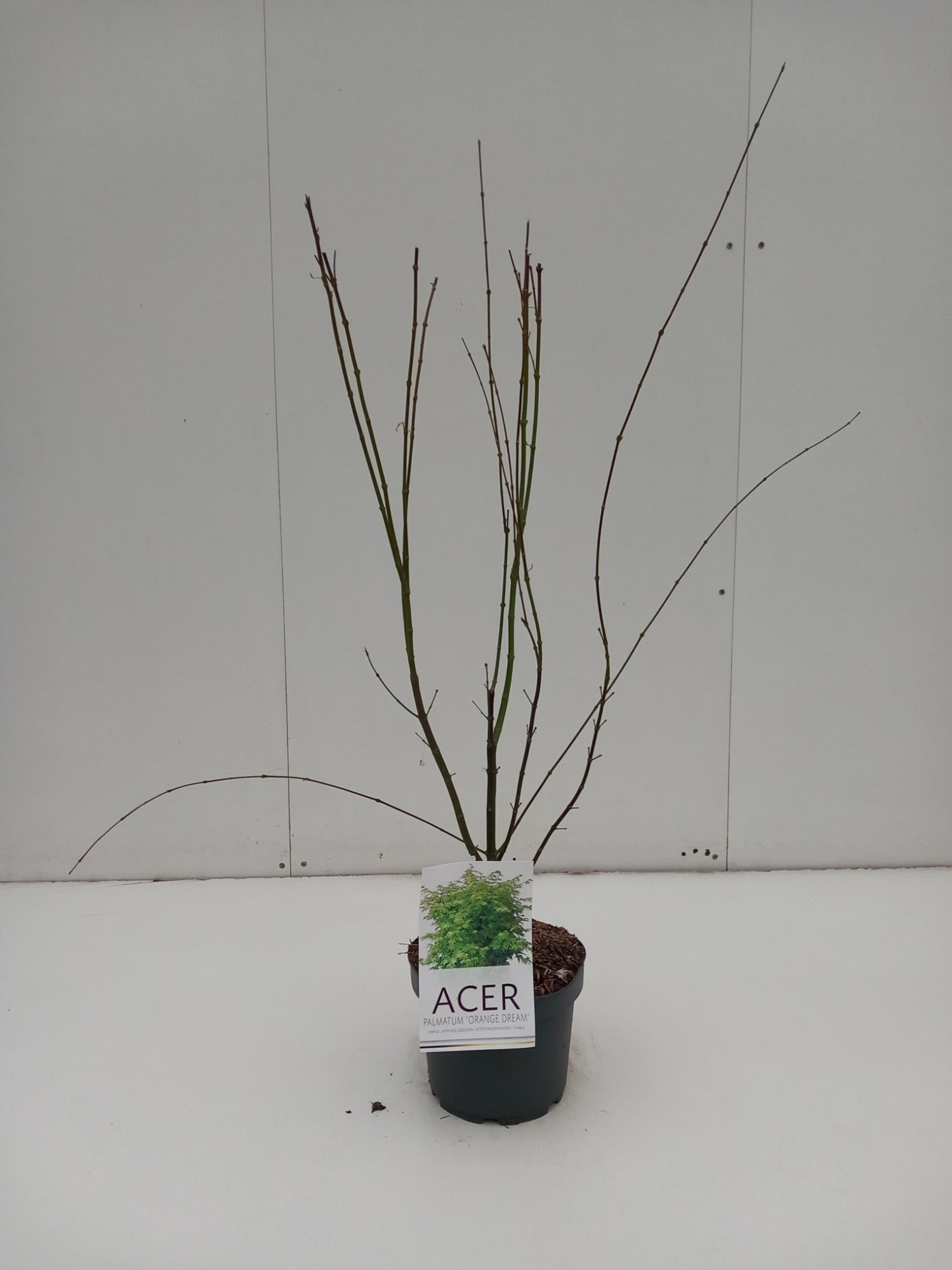 Acer palmatum 'Orange Dream, D 21