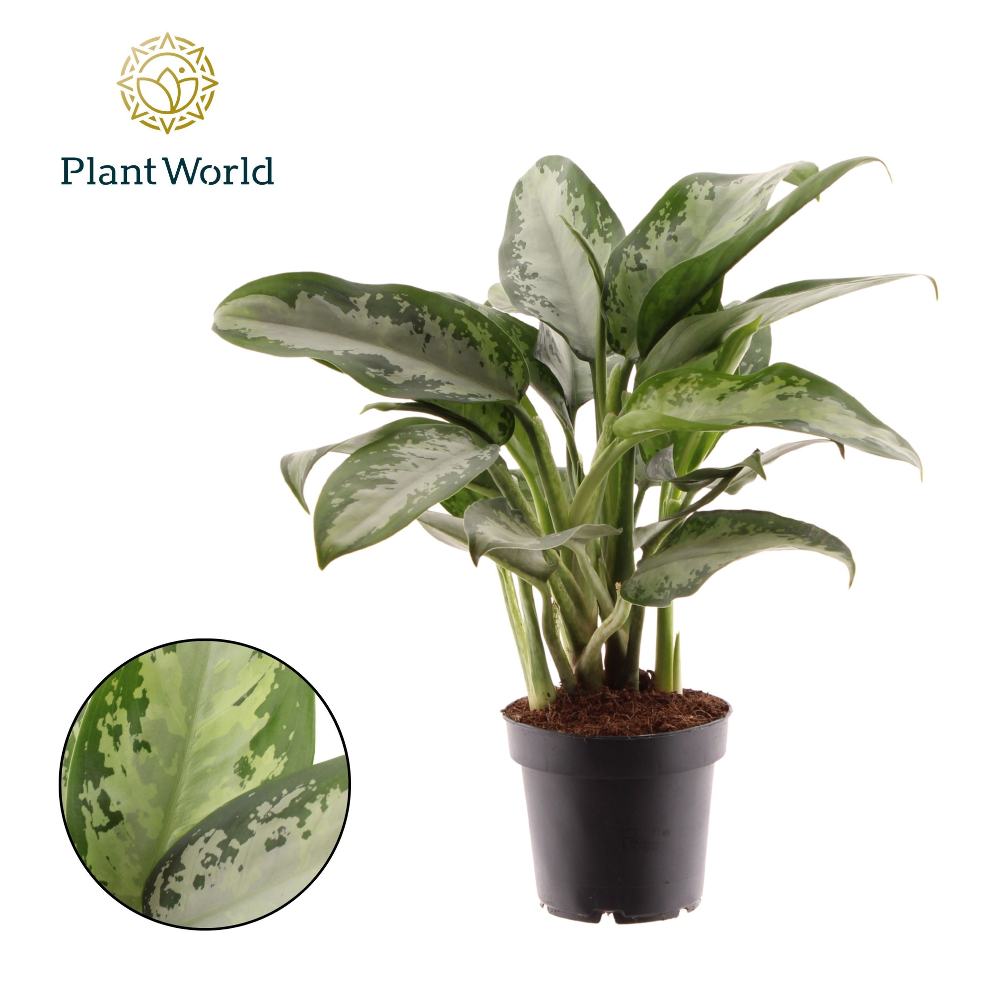 Aglaonema Jubilee Petite, D 12