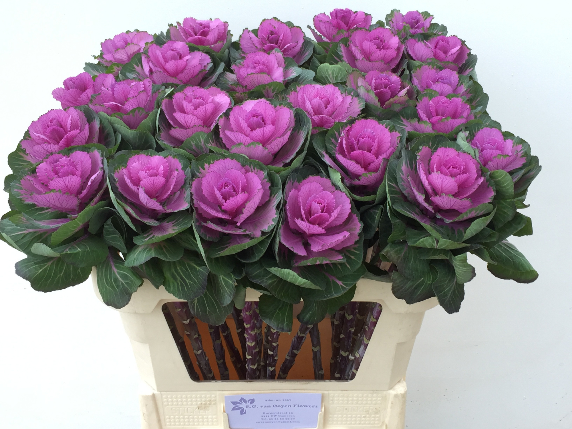 Брассика Рэд Крэйн 75, шт.