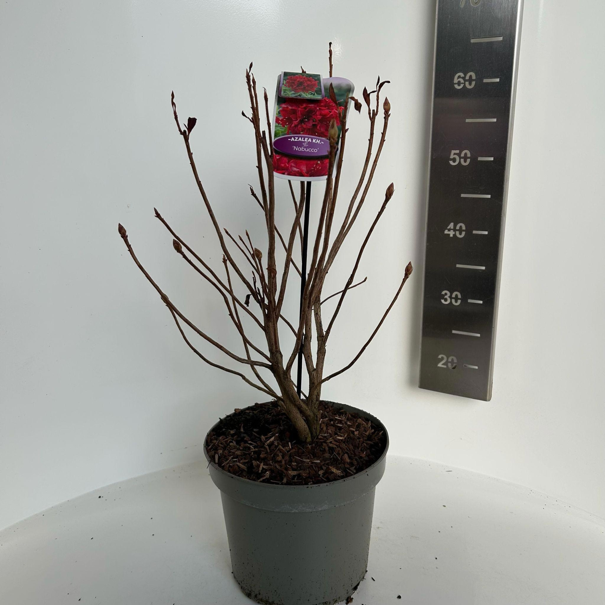 Rhododendron (AK) 'Nabucco', D 23