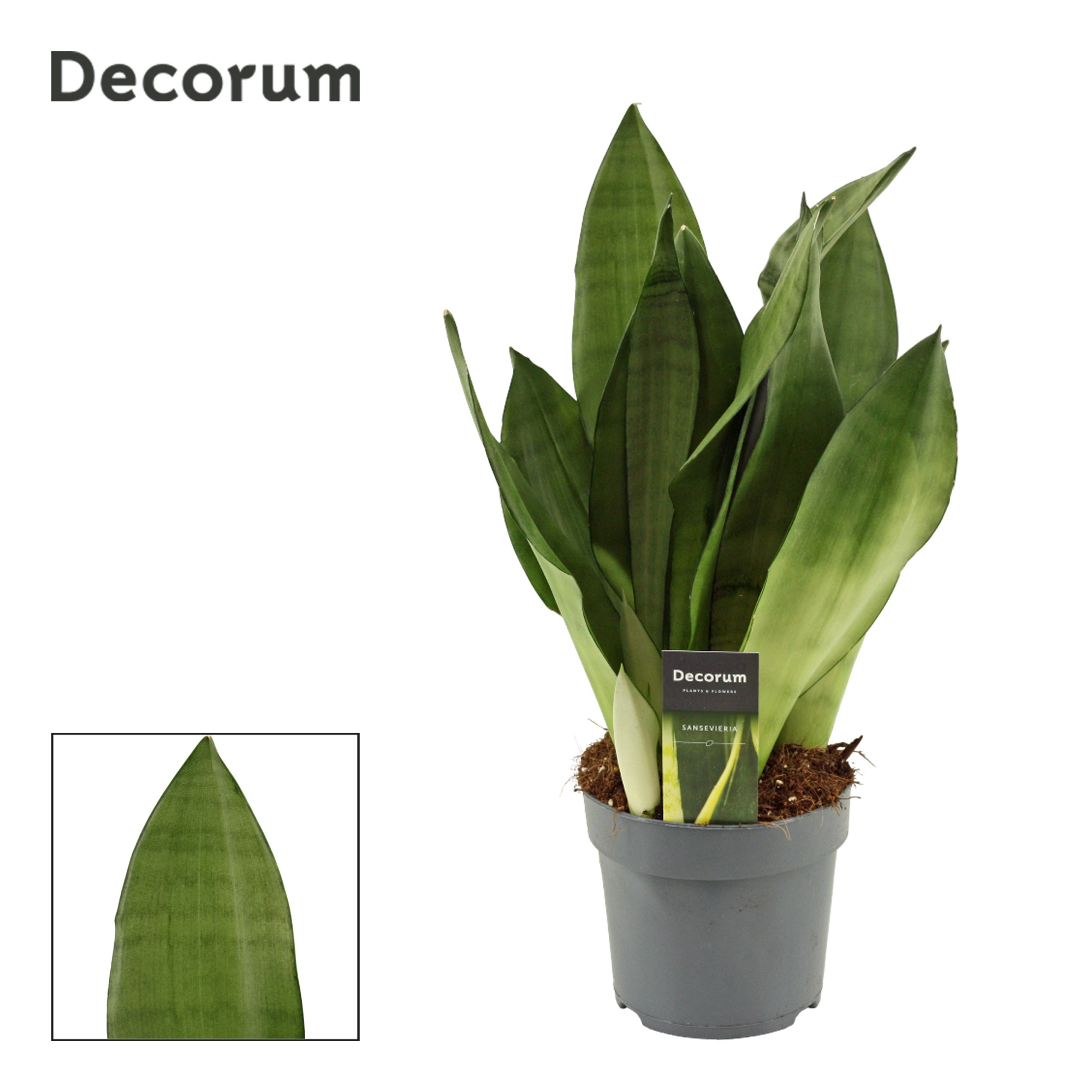 Sansevieria Moonshine 14 cm (Decorum), D 14