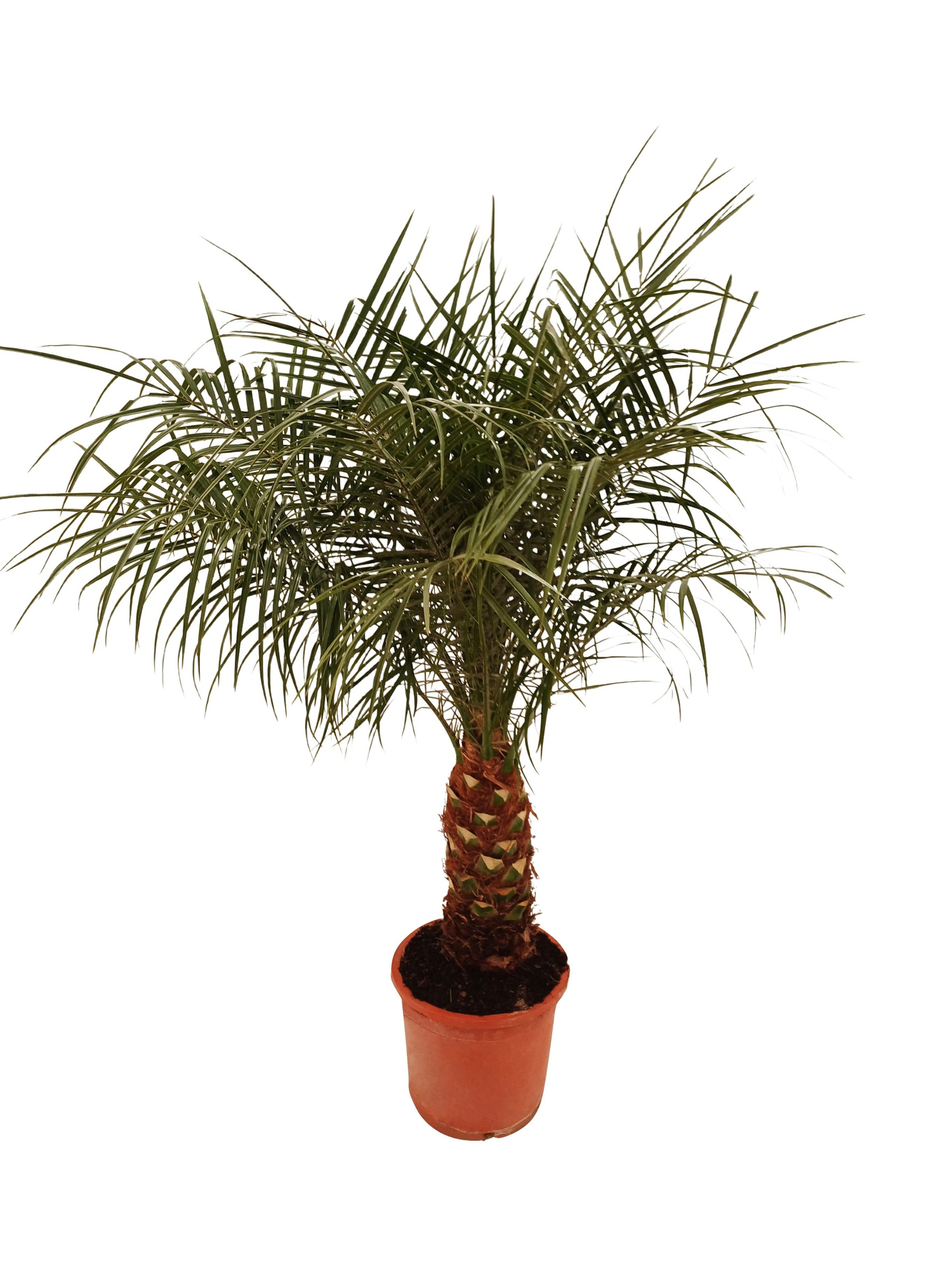 Phoenix roebelenii C25, D 25