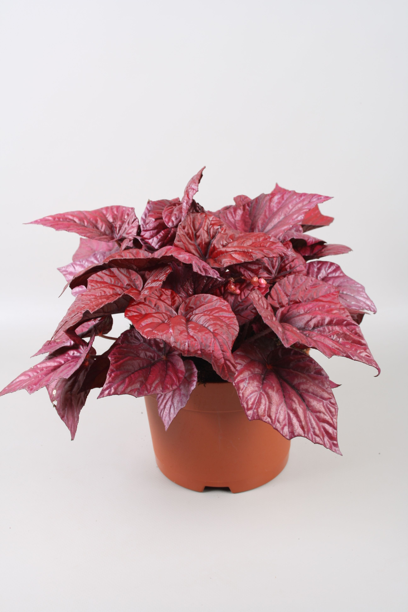 Begonia Beleaf Inca Flame, D 17