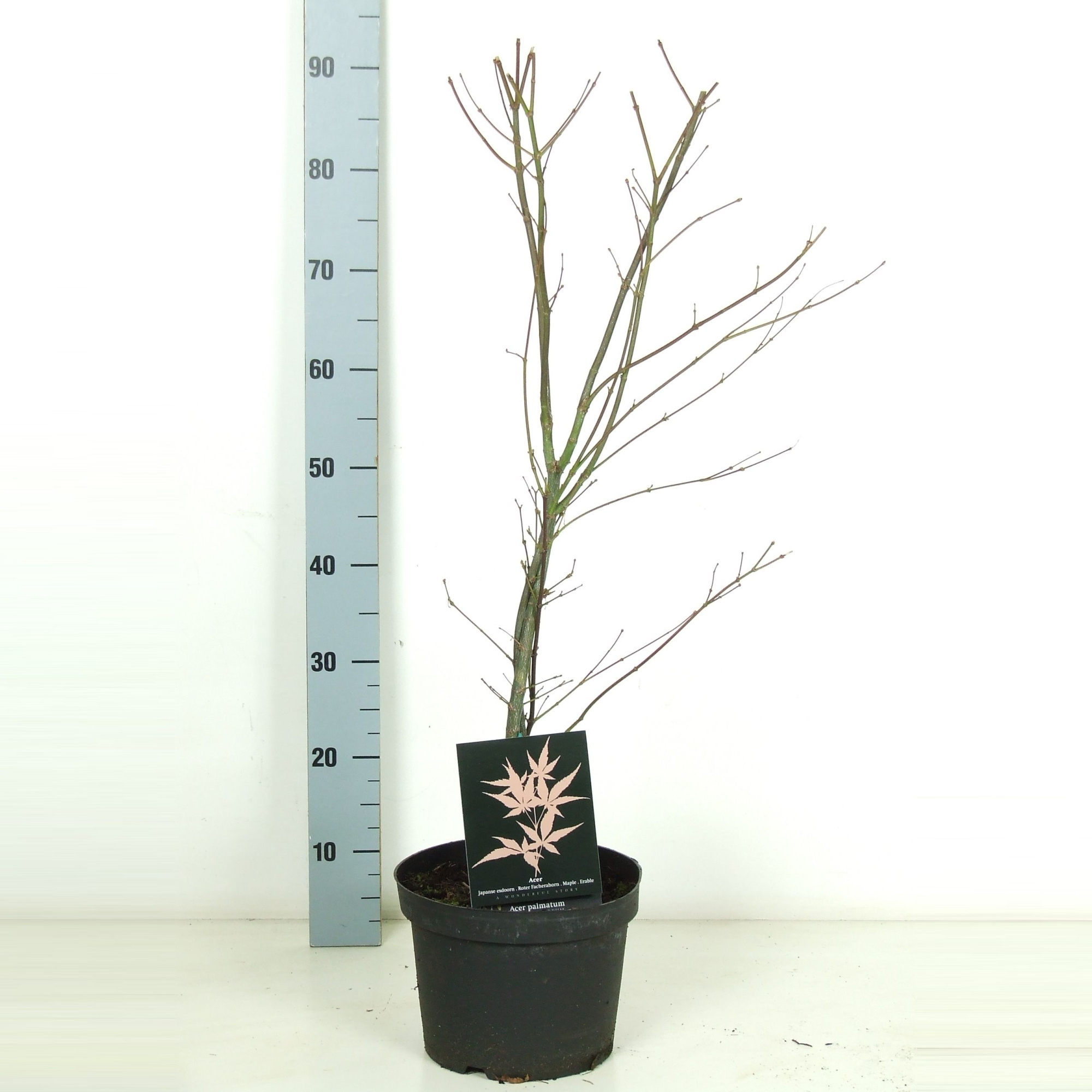 Acer palmatum 'Atropurpureum' P23 Full CC, D 23