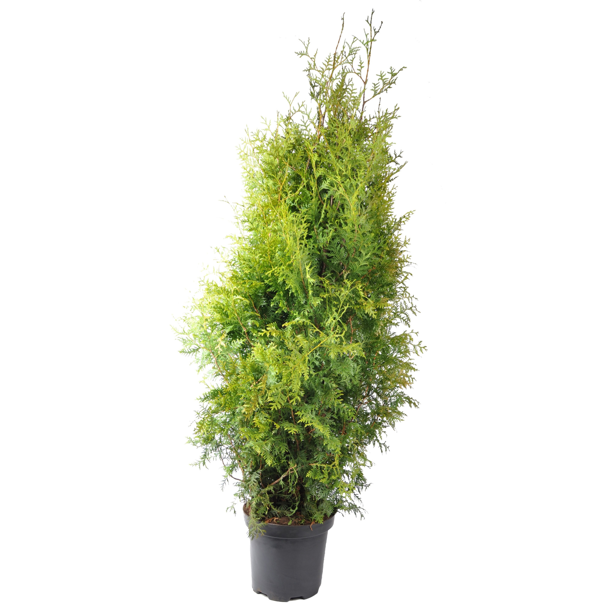 Thuja occ. Brabant, plantmaat 140-160 cm - Rondgestoken -, D 31