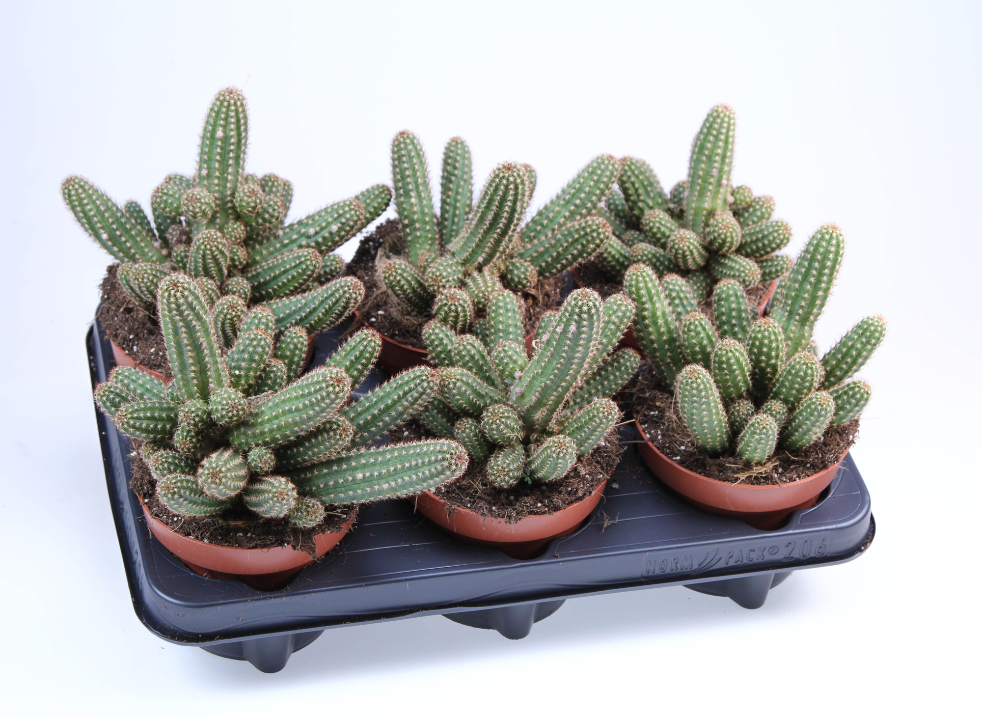 Chamaelobivia Roze Quarrz, D 12