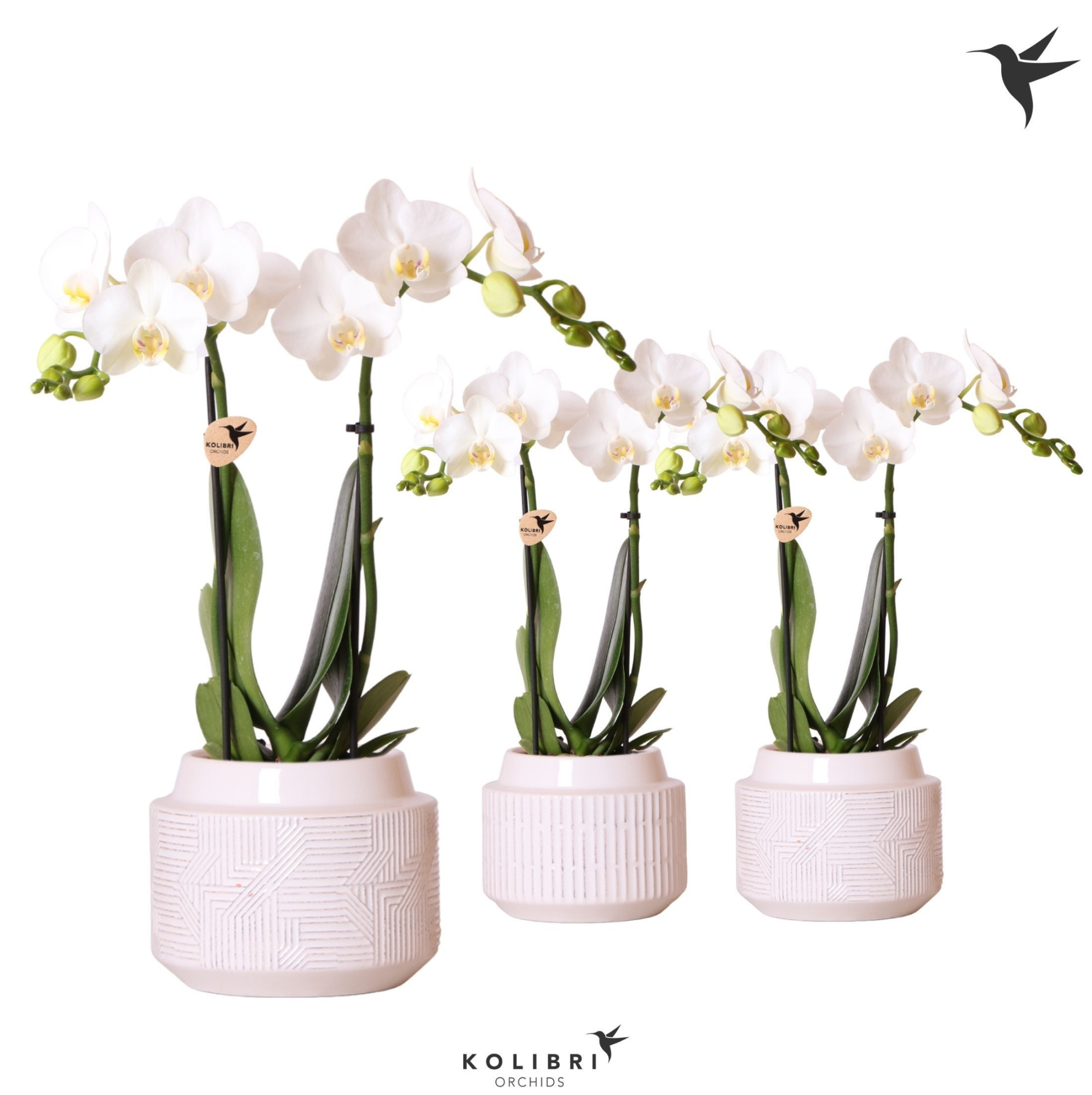 Kolibri Orchids Phalaenopsis white 2 spike in Maze pot white, D 9