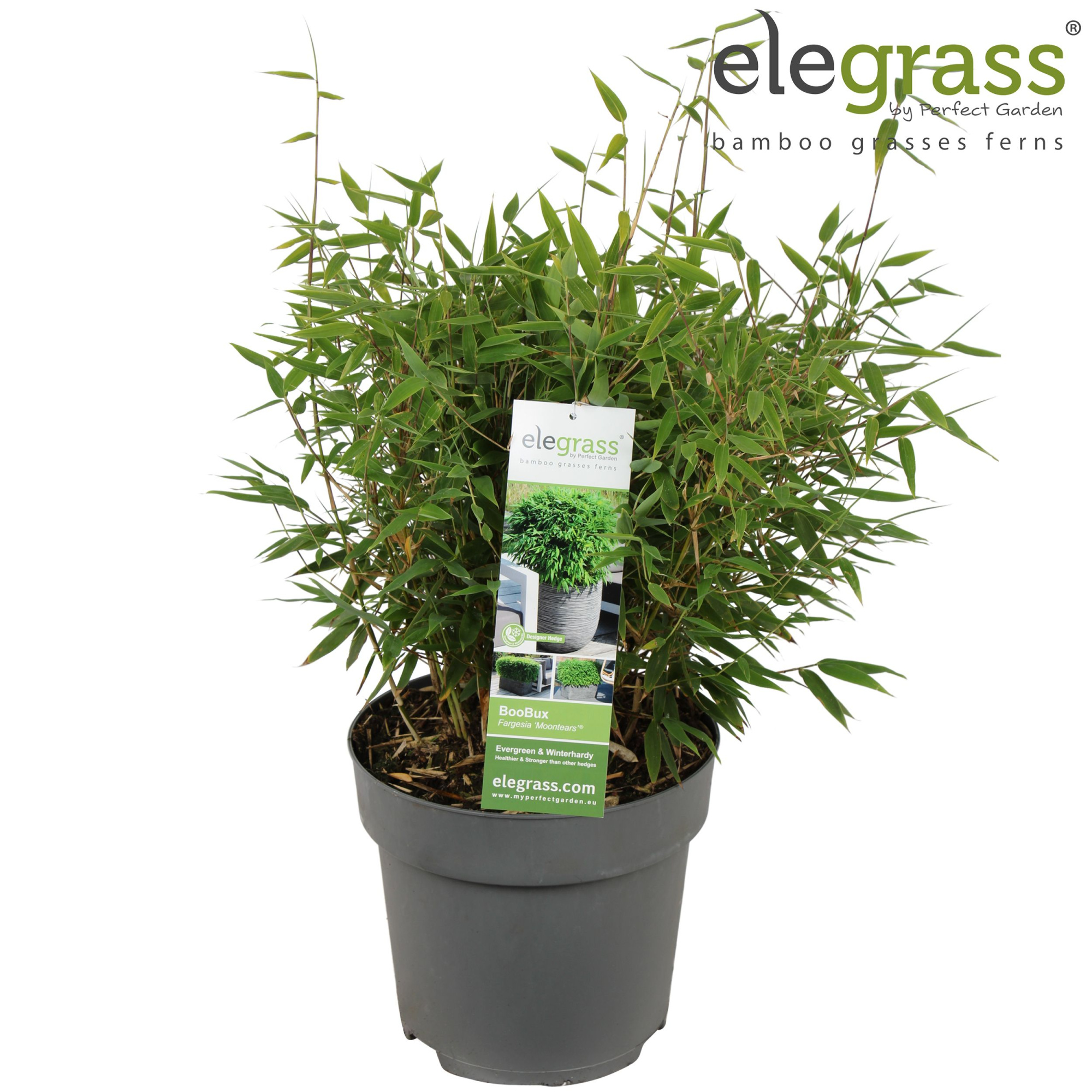 Fargesia 'Moontears'® Boobux P23, D 23