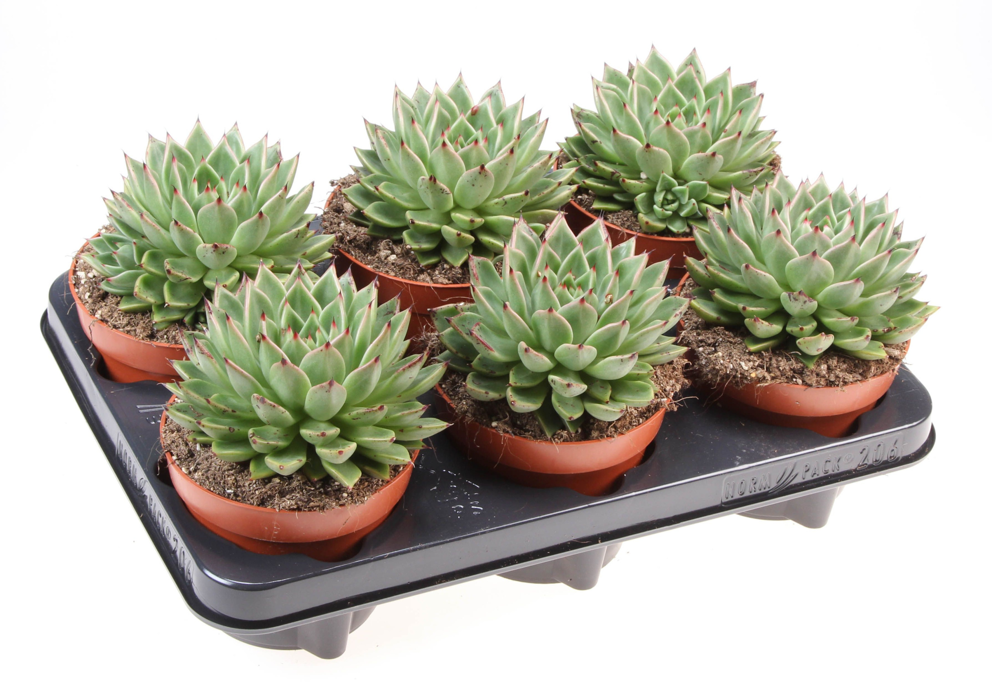 Echeveria black tip, D 12