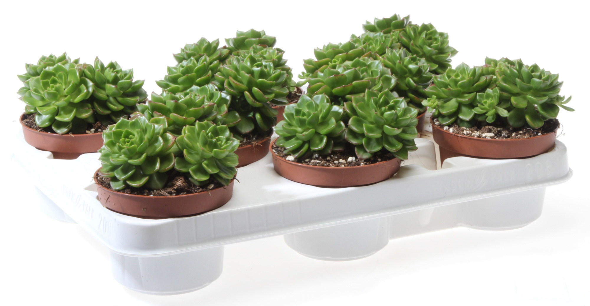 Echeveria multicaulus, D 10,5