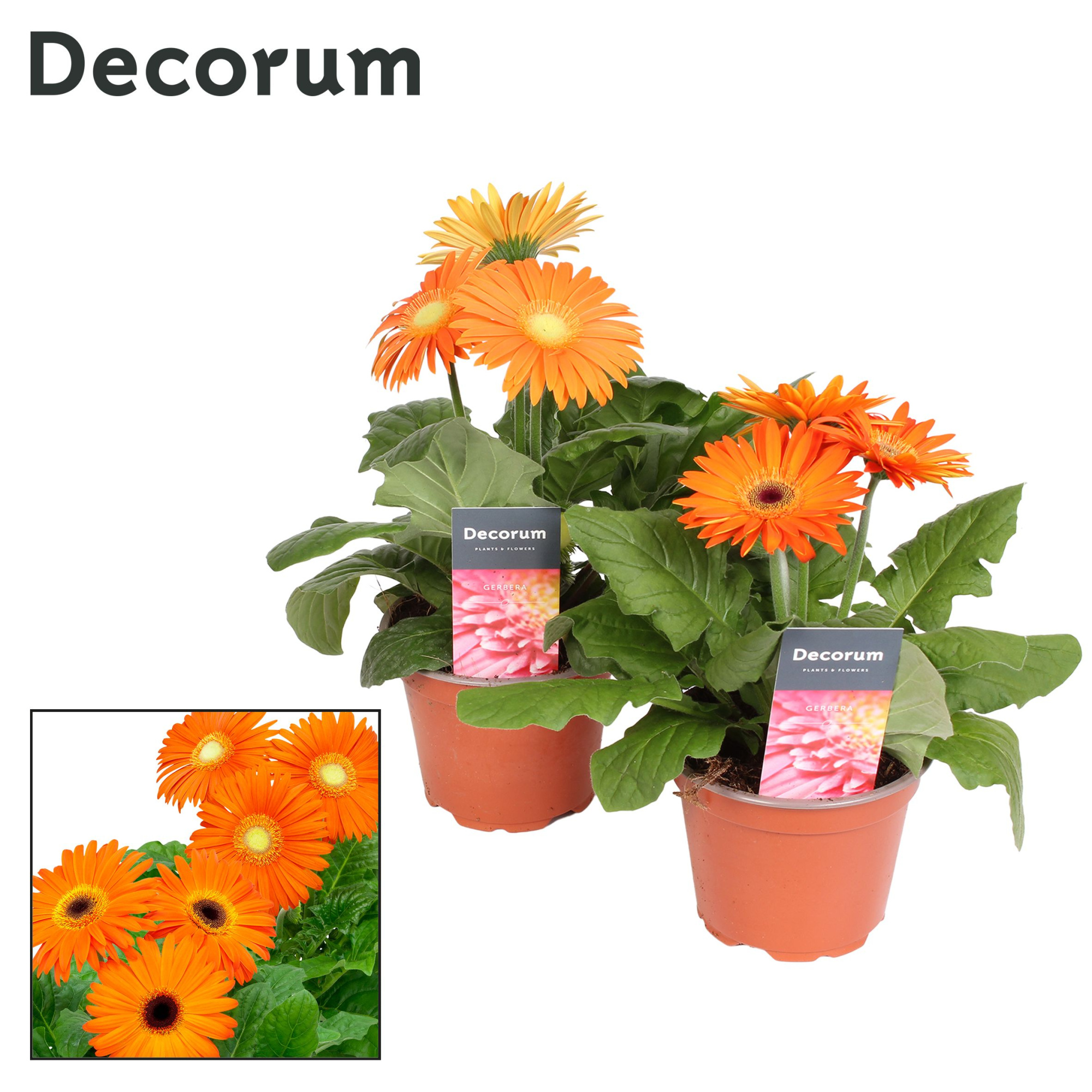 Gerbera 2+ bl. 12cm oranje in hoes (diverse kleurtinten) Decorum, D 12