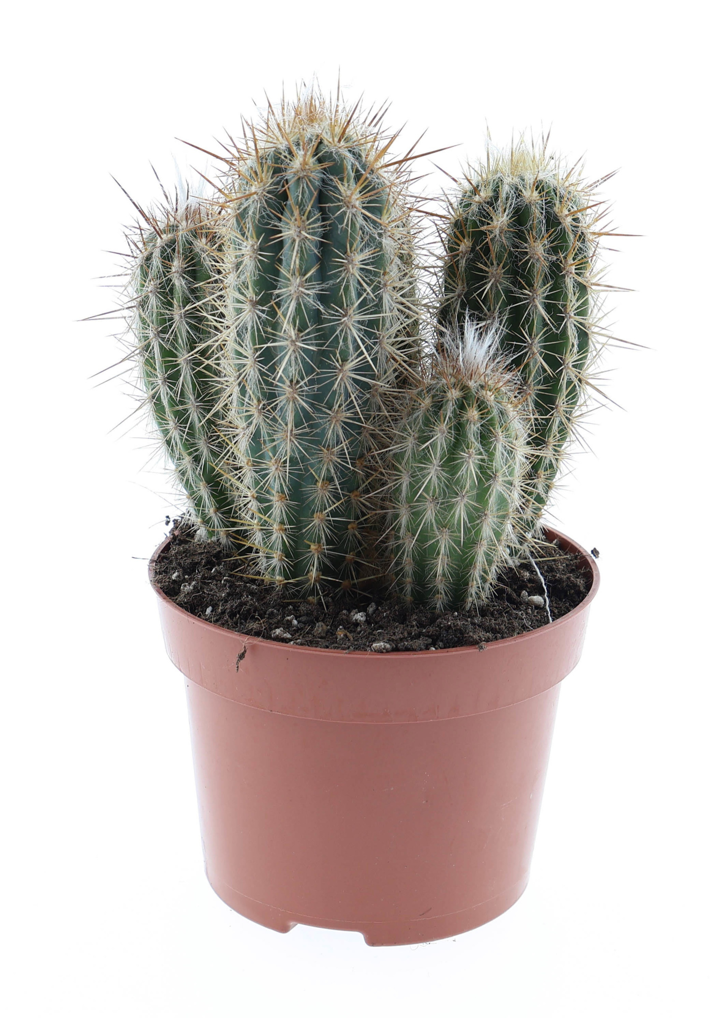 Pachycereus pringley, D 12