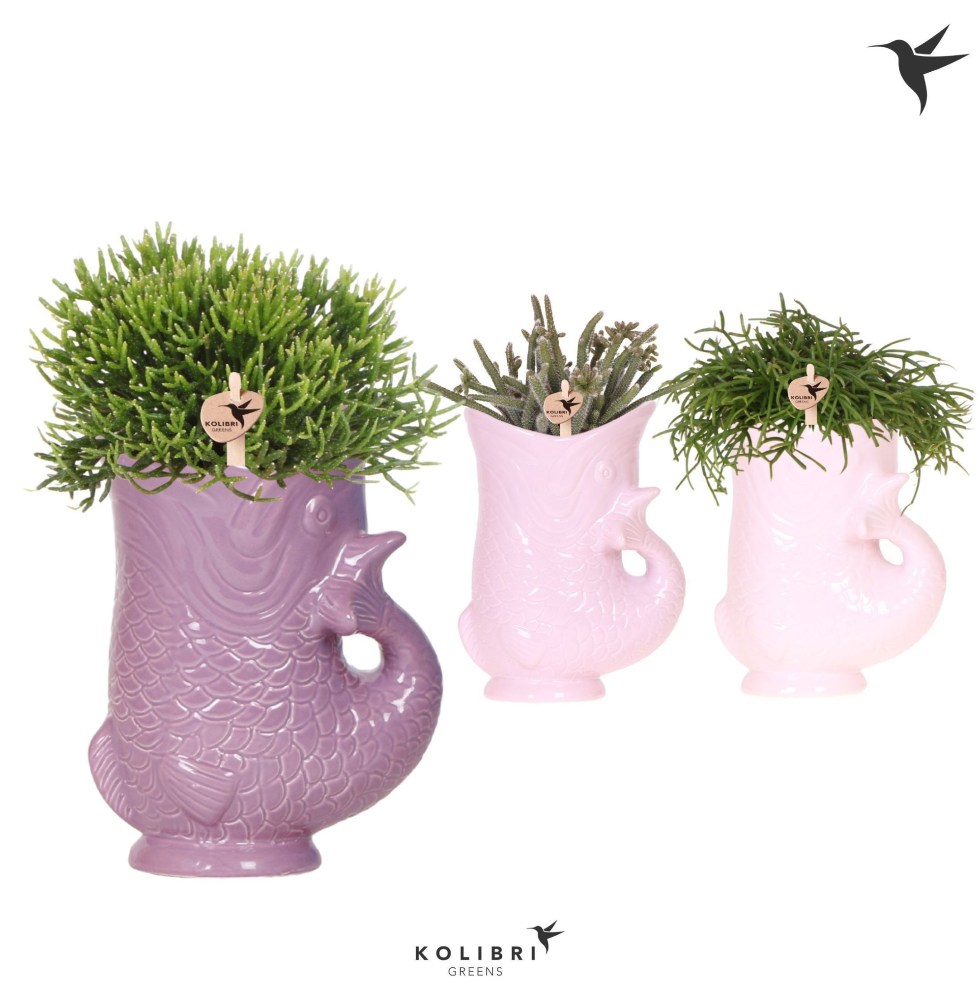 Kolibri Greens Rhipsalis mix in Fish pot lila mix, D 9